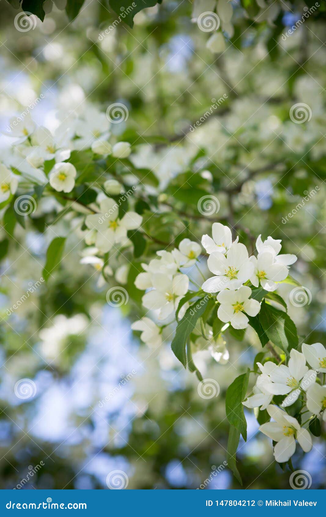 Apple Trees Branches in White Blossom Flowers Stock Photo Image of