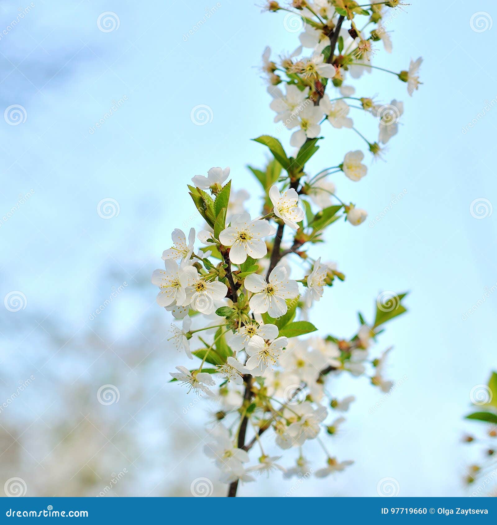 Apple trees flowers. stock photo. Image of branch, gardening 97719660