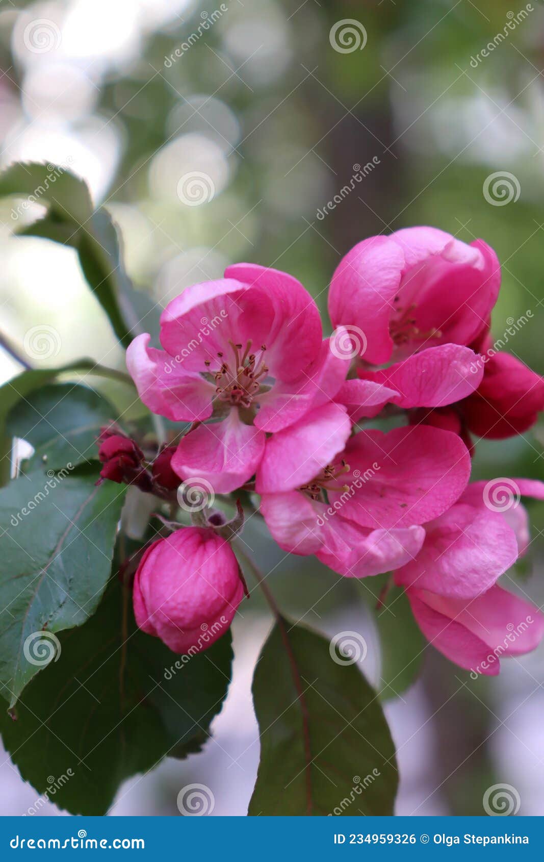 Apple trees with flowers stock photo. Image of blossom 234959326