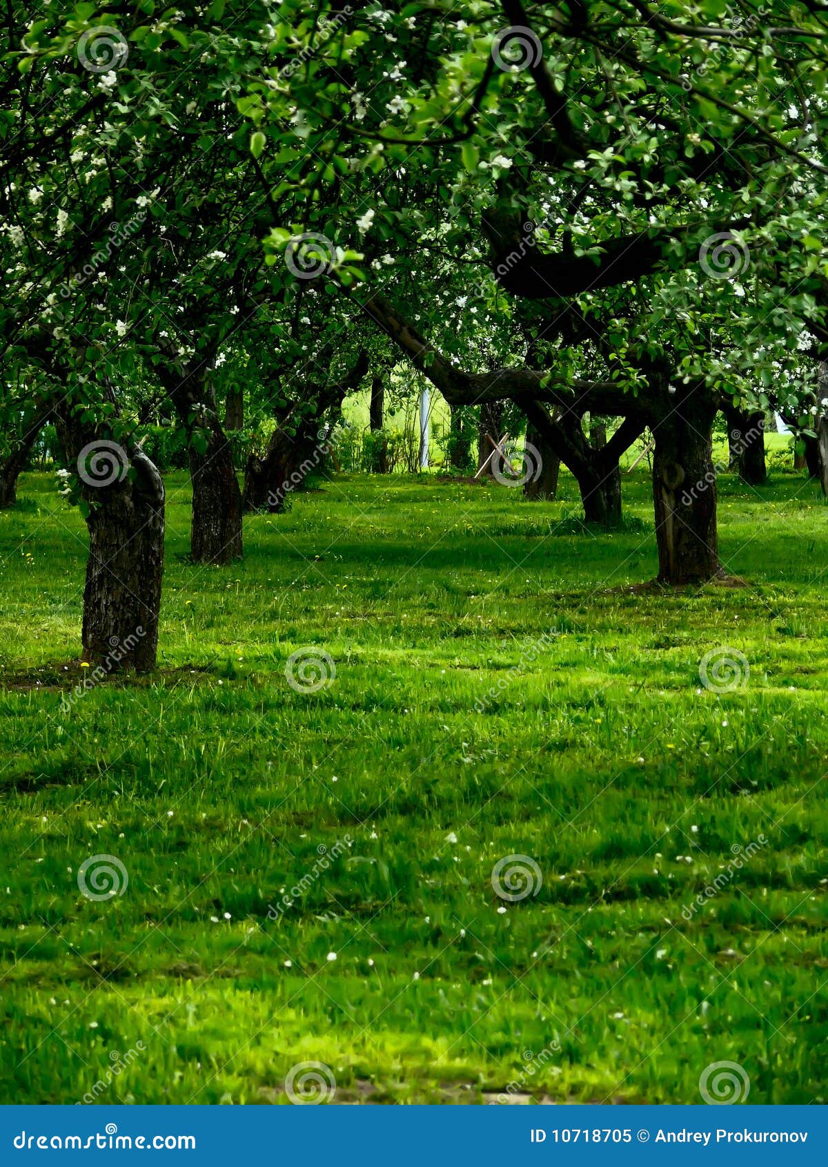 Appletrees. a Grass. Trees. Stock Image Image of food, blossom 10718705