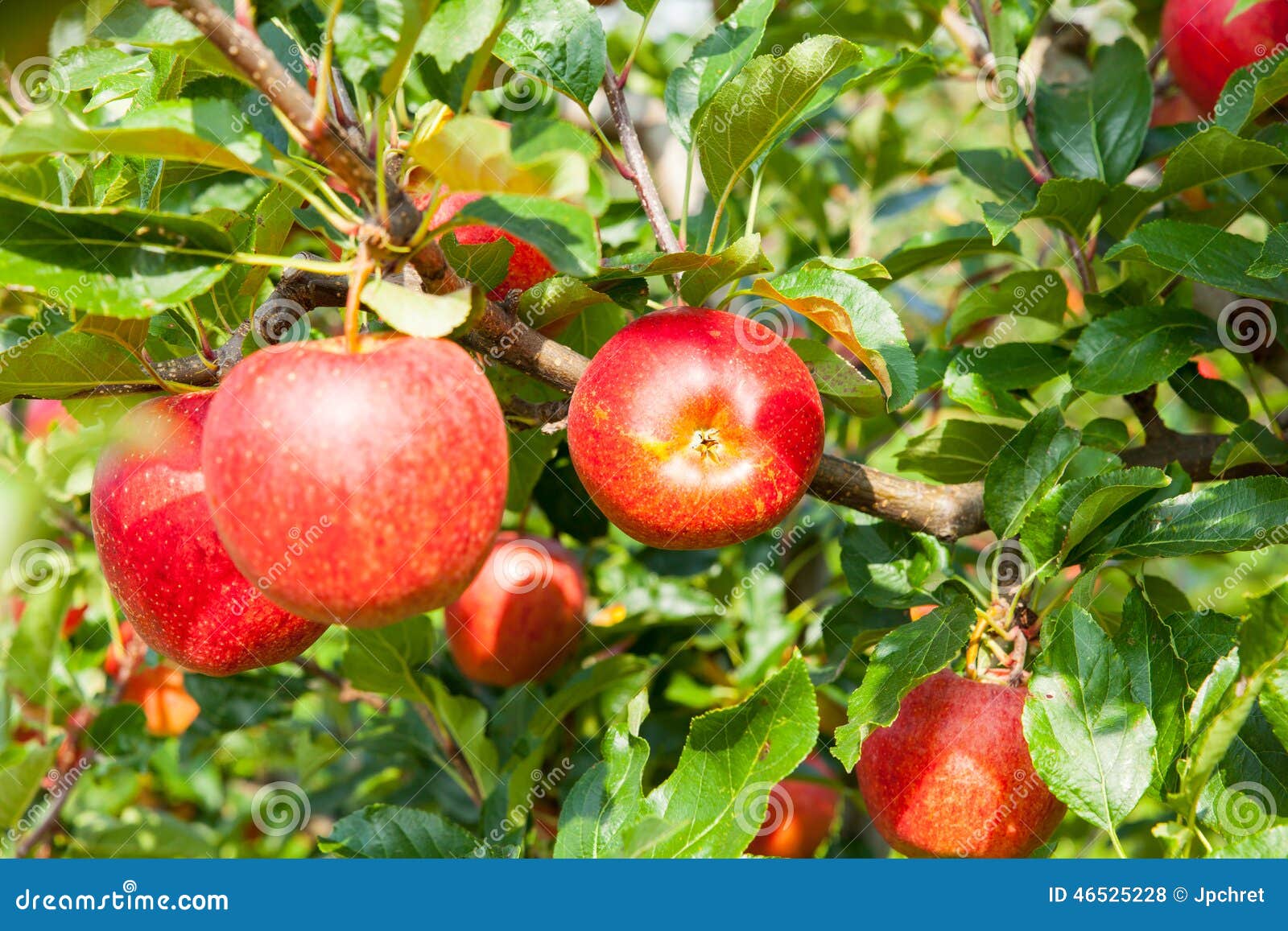 Apple trees stock photo. Image of delicious, crisp, apples 46525228