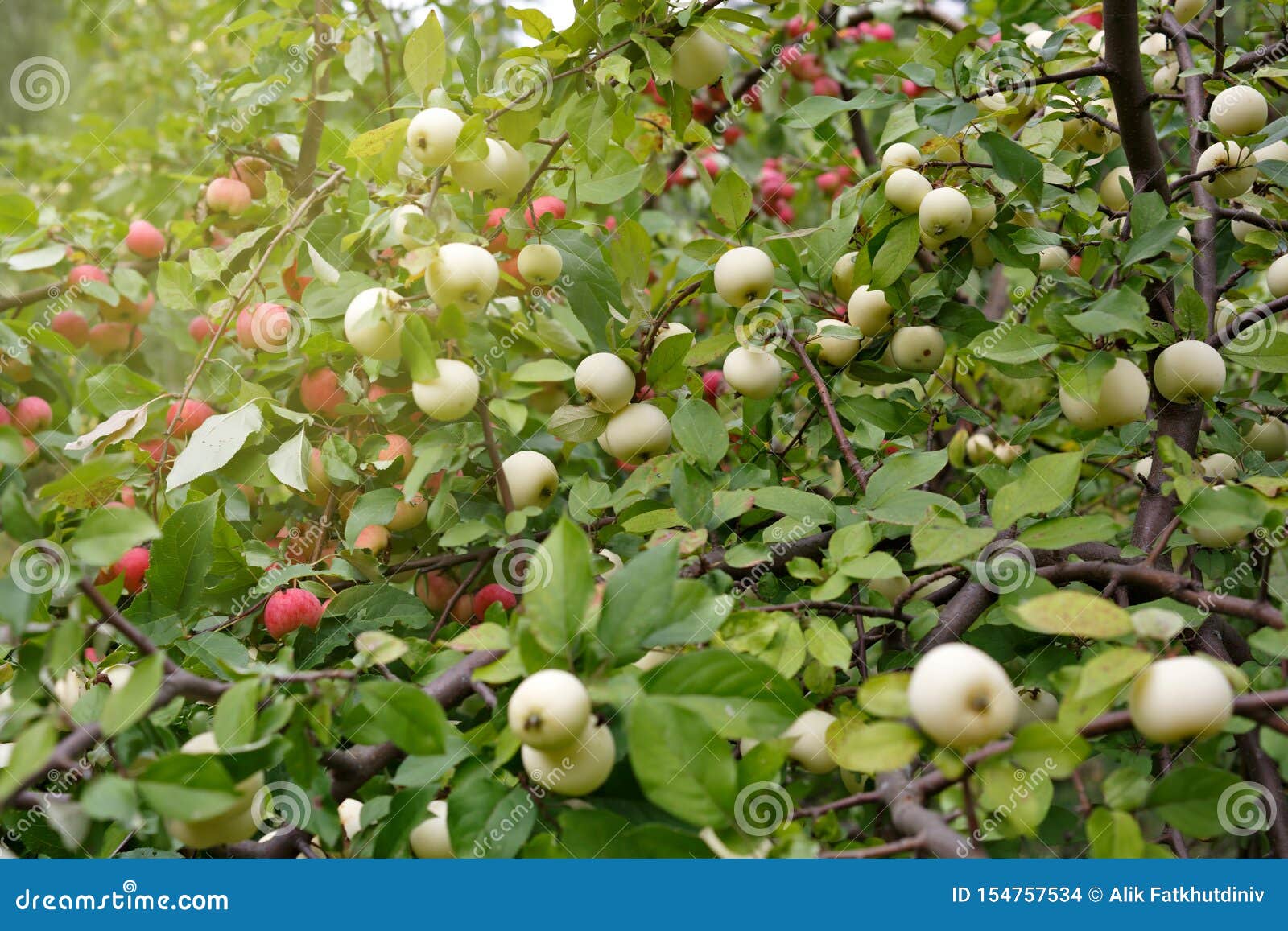 Apple on Trees in Orchard in Fall Season Stock Photo Image of apples