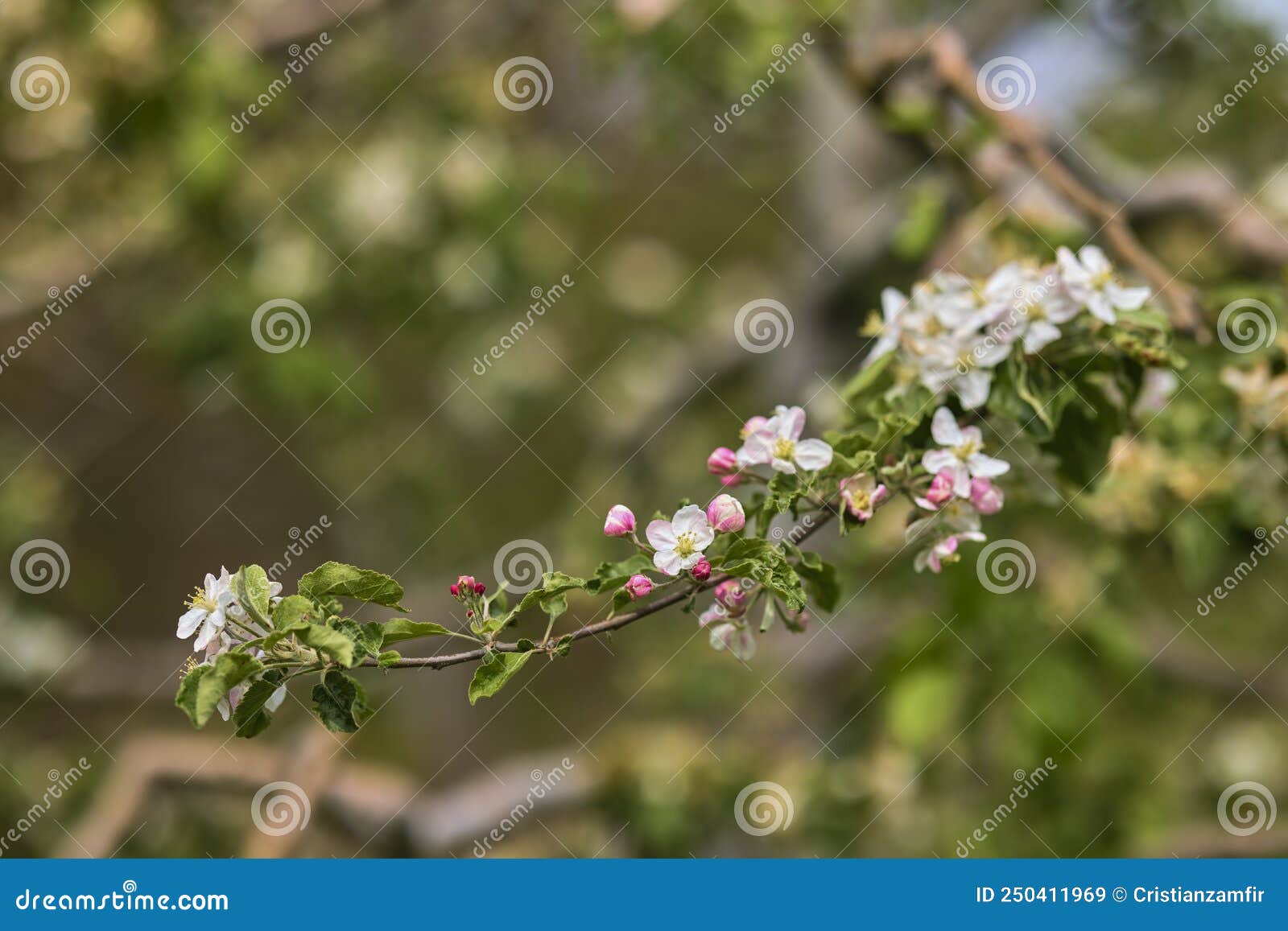 apple trees orchard in the late spring early summer