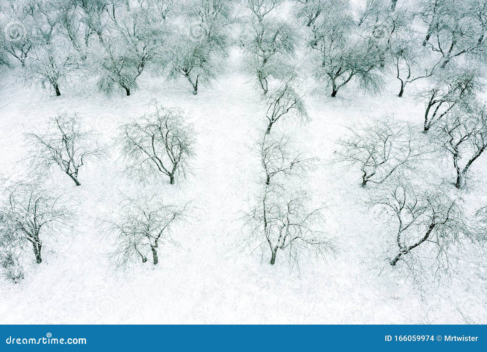 Apple Trees In Orchard Under White Snow In December 航视库存照片 图片包括有问题的 冷淡