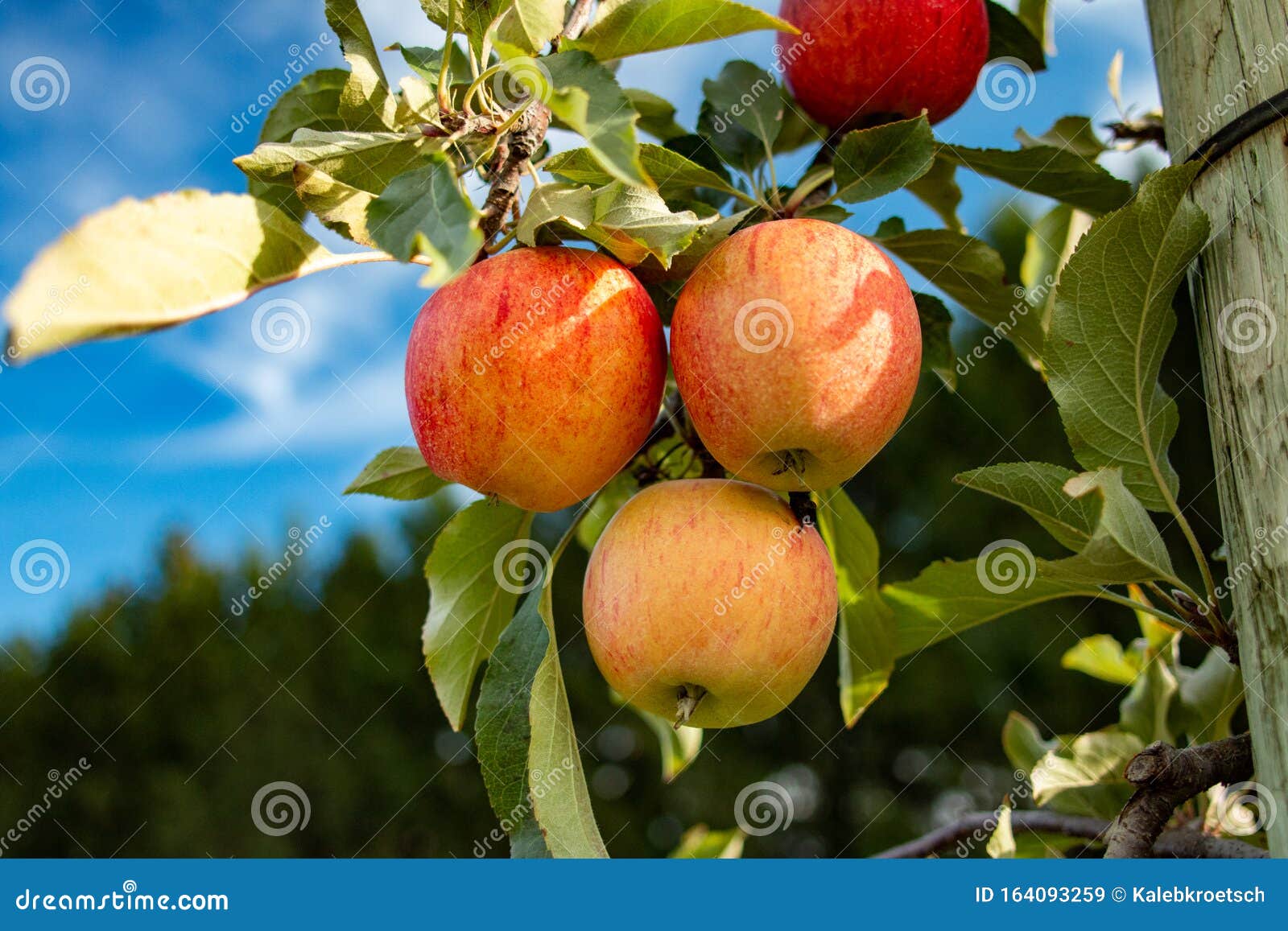 Apple Trees with Red Apples in the Fall Stock Image Image of garden