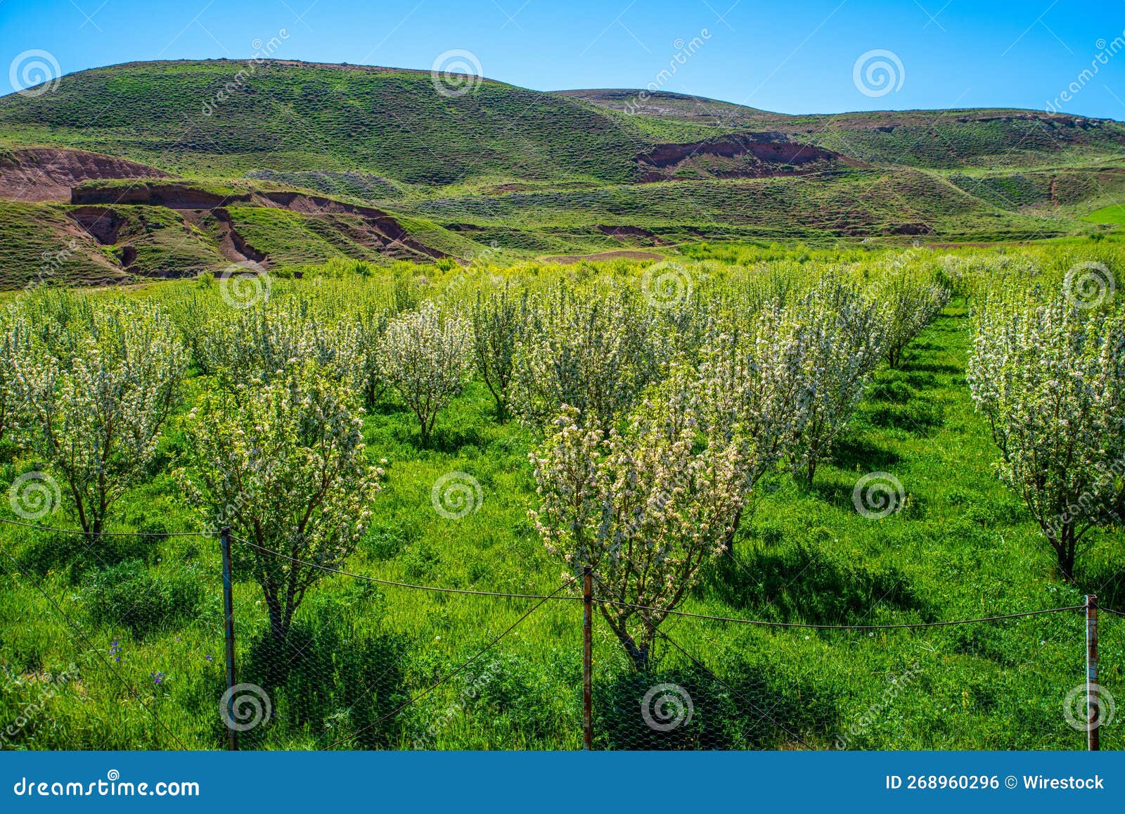 apple trees in the town of takab in west azerbaijan province, iran.