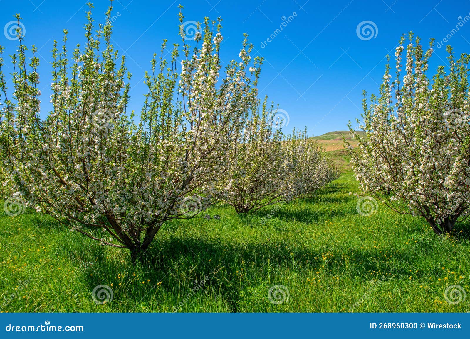 apple trees in the town of takab in west azerbaijan province, iran.