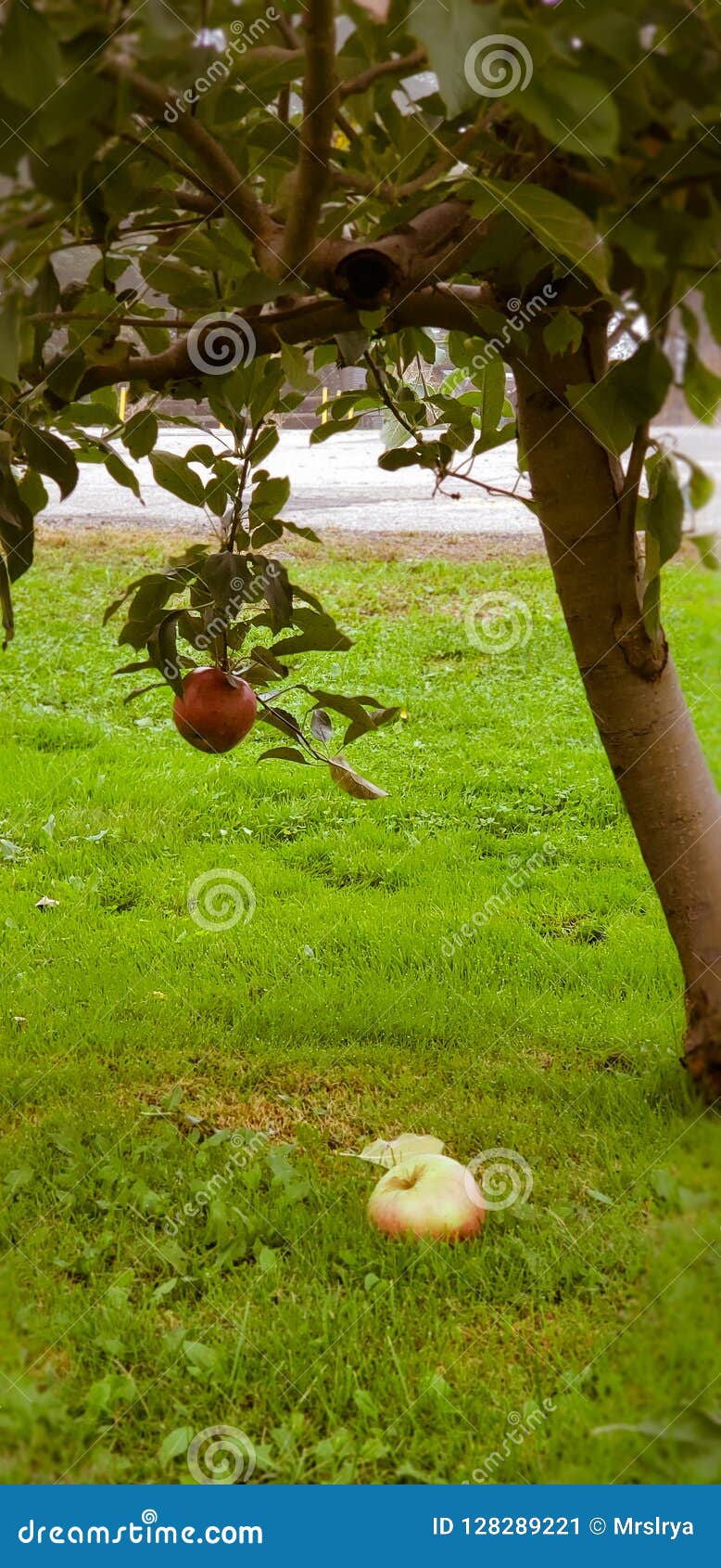 Red Apple Tree In Ohio Stock Image Image Of Juicy Leaf