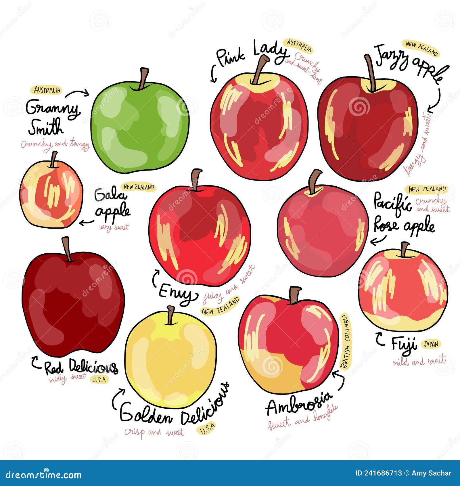 Apple Variety Types Vector Illustration Stock Vector Illustration of