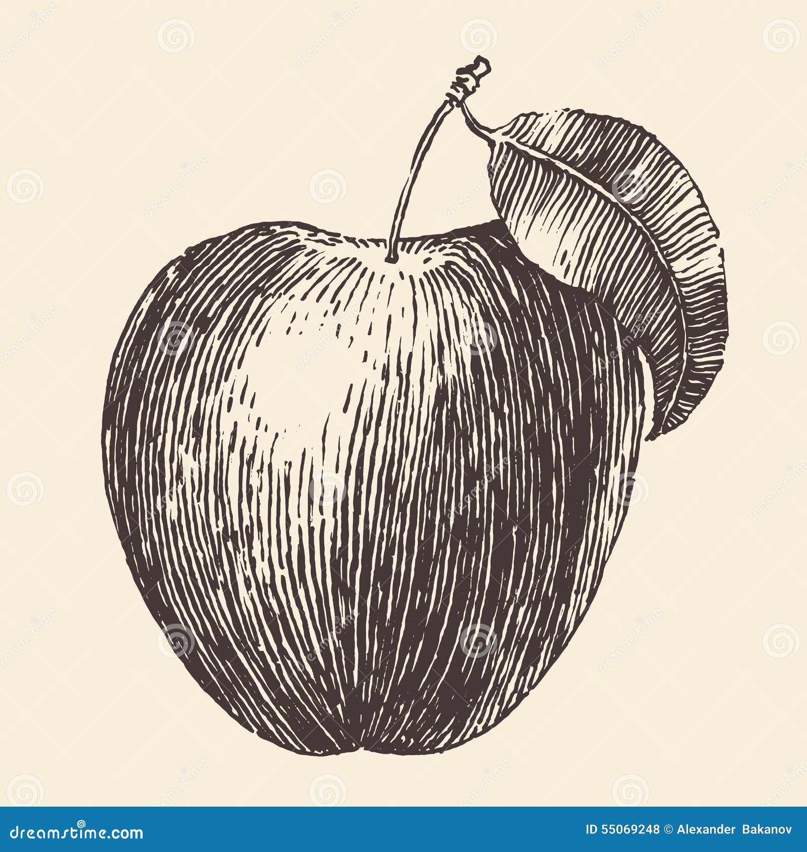 Apple Vintage Engraved Illustration Hand Drawn Stock Vector