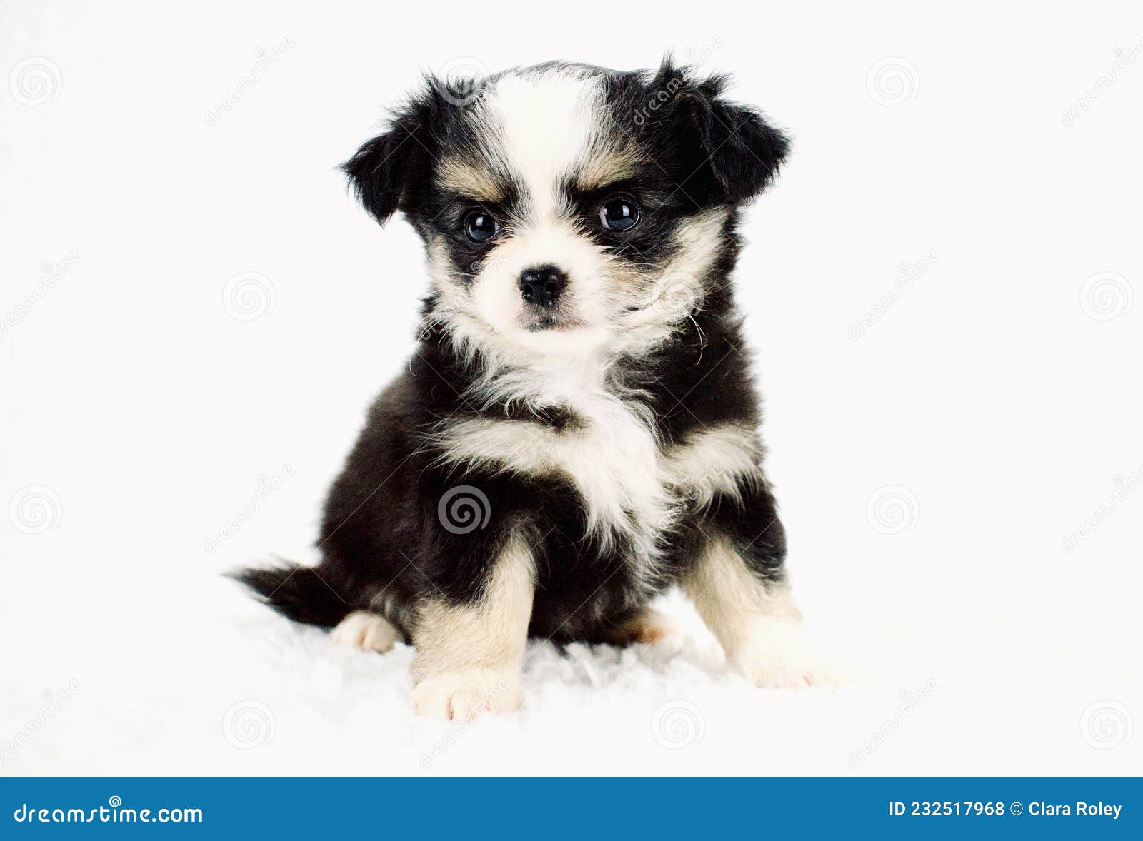 Applehead Long Coat Chihuahua Puppy with White Background and Fuzzy Blanket  Stock Photo - Image of puppy, eyebrows: 232517968
