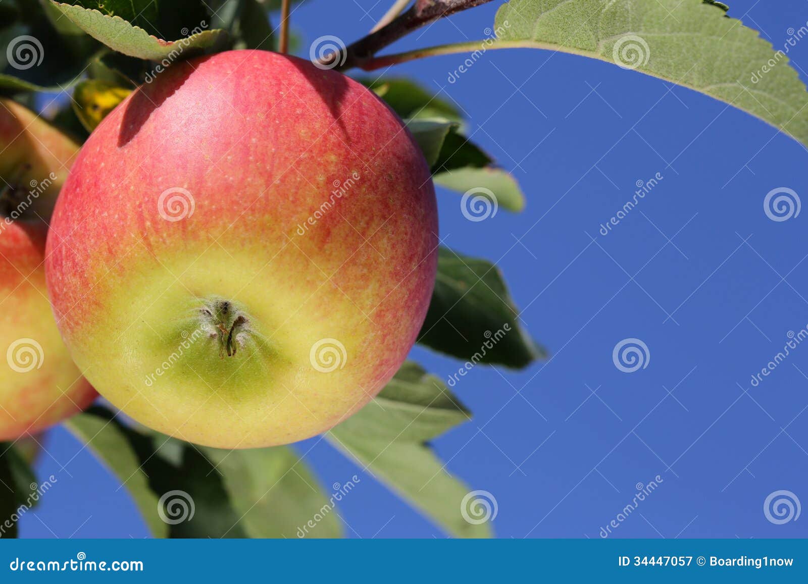 Apples on an Apple Tree Against a Blue Sky Stock Image Image of blue