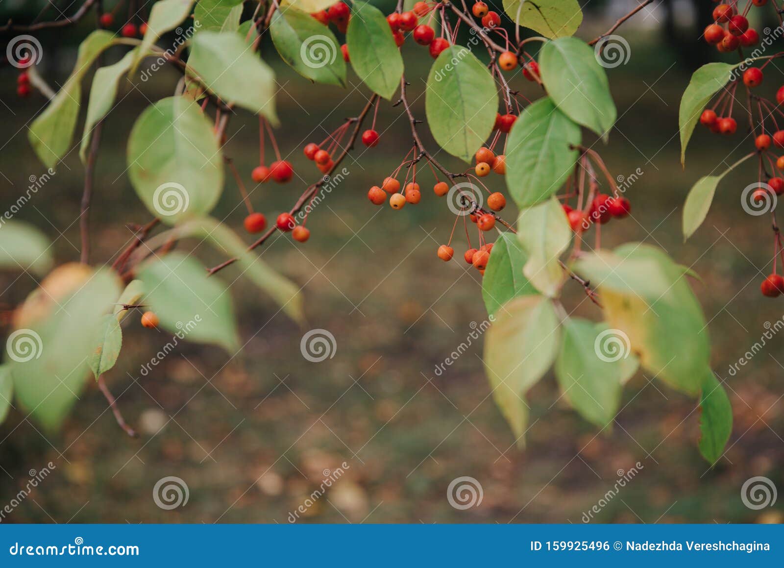 apples, autumn background, red branch wild