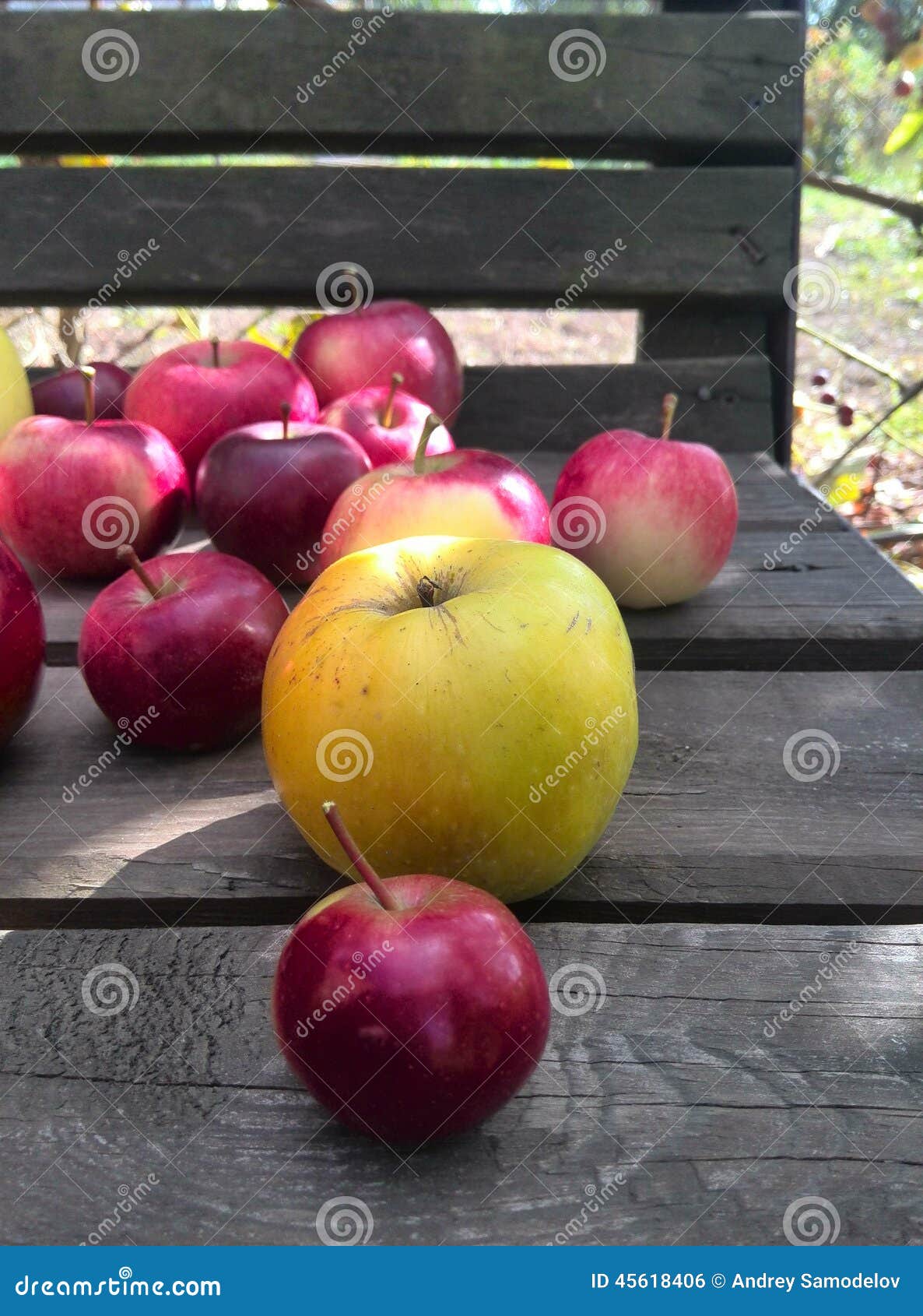Apples autumn stock photo. Image of green, sunday, yellow - 45618406