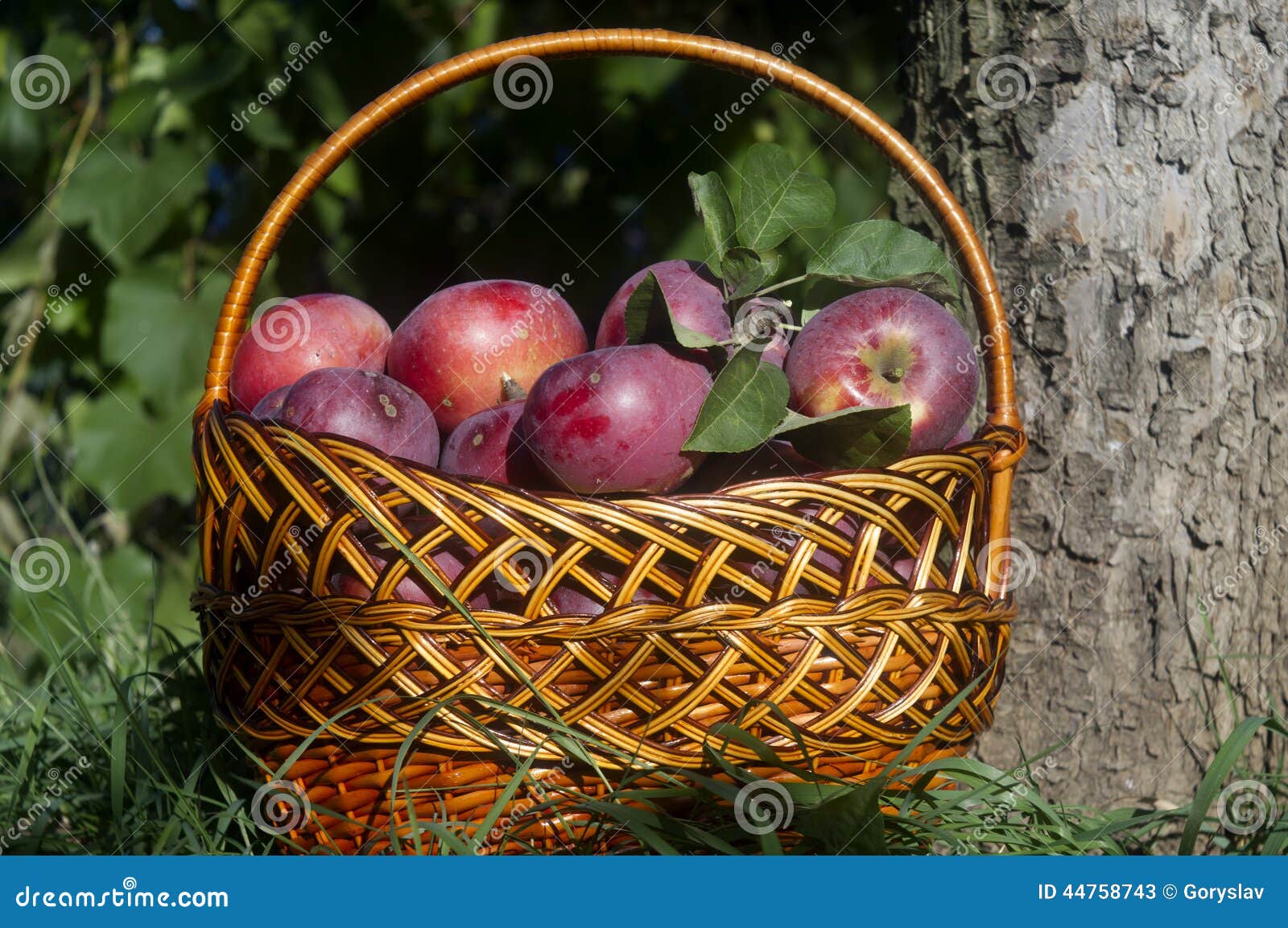 Apples In The Basket Stock Image Image Of Apples Garden 44758743