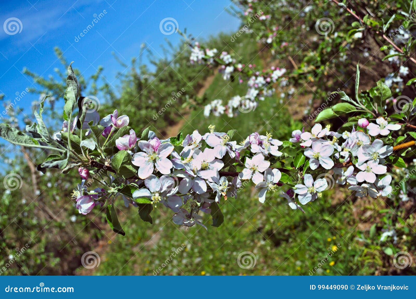 Apples blooming flowers stock photo. Image of summer 99449090