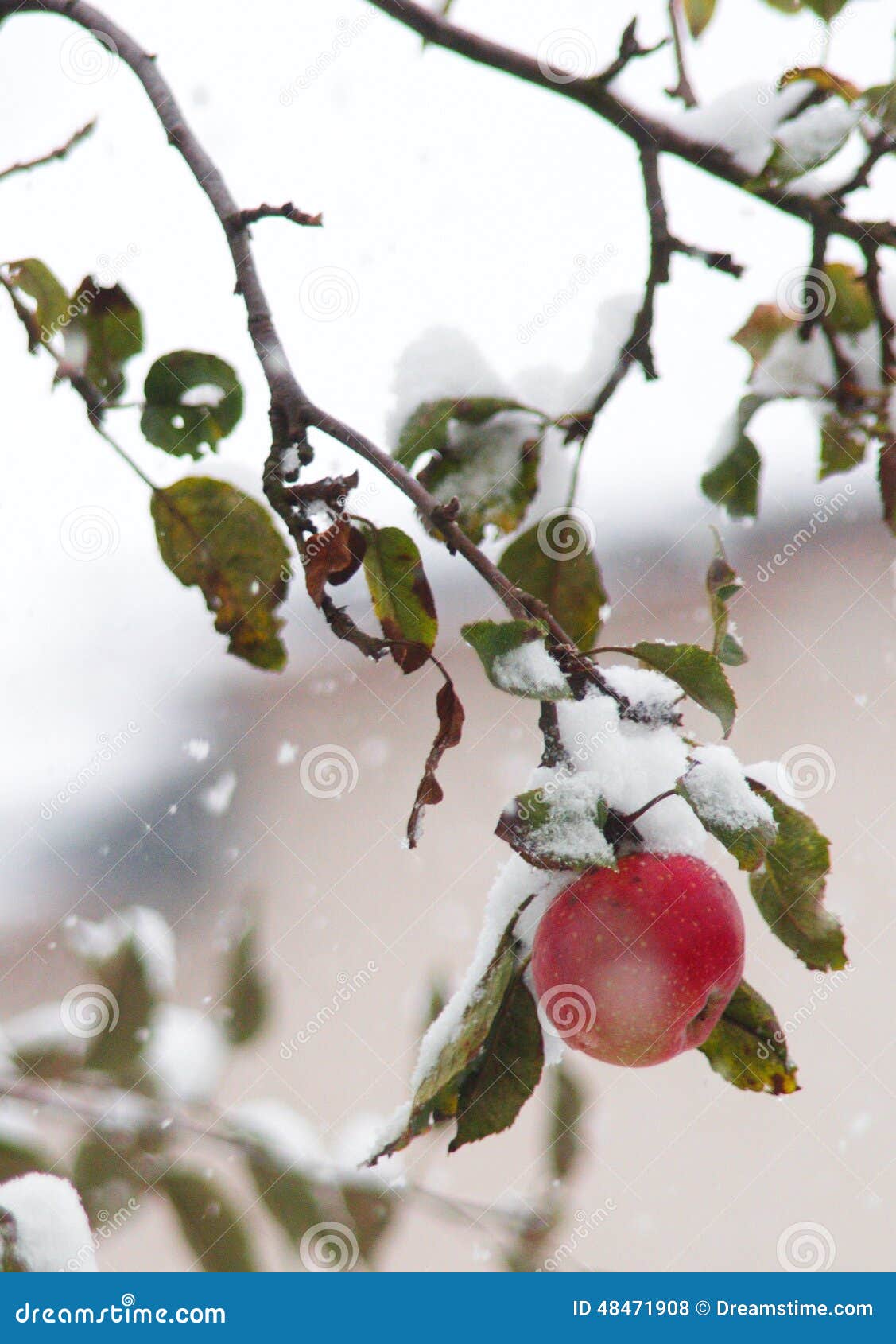 APPLES Cold Winter Snow Beauty Stock Photo Image of beayty, apple 48471908