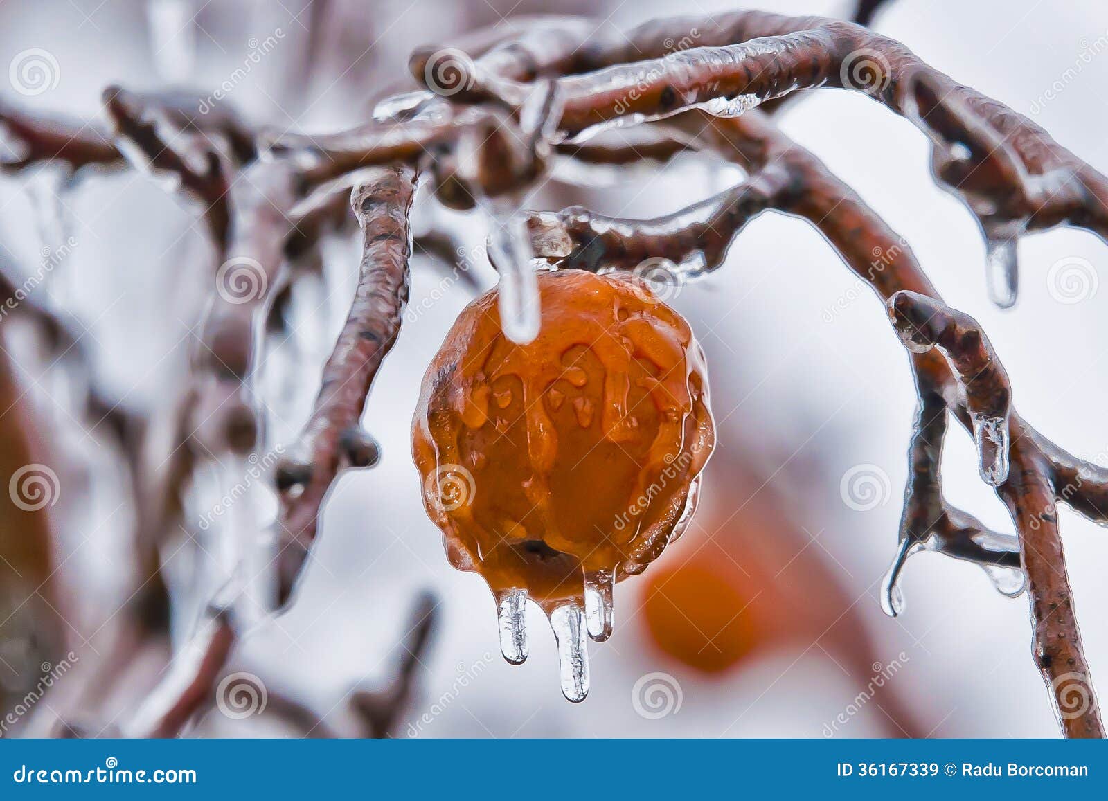 Apples in freezing rain stock image. Image of nature 36167339