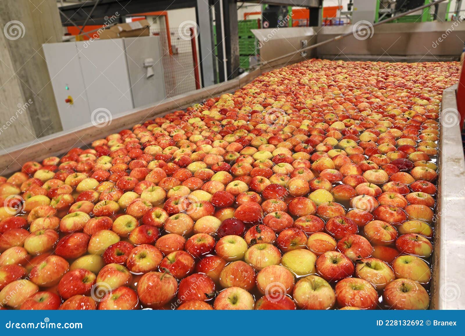 Apples in a Fruit Packing Warehouse Stock Photo Image of natural