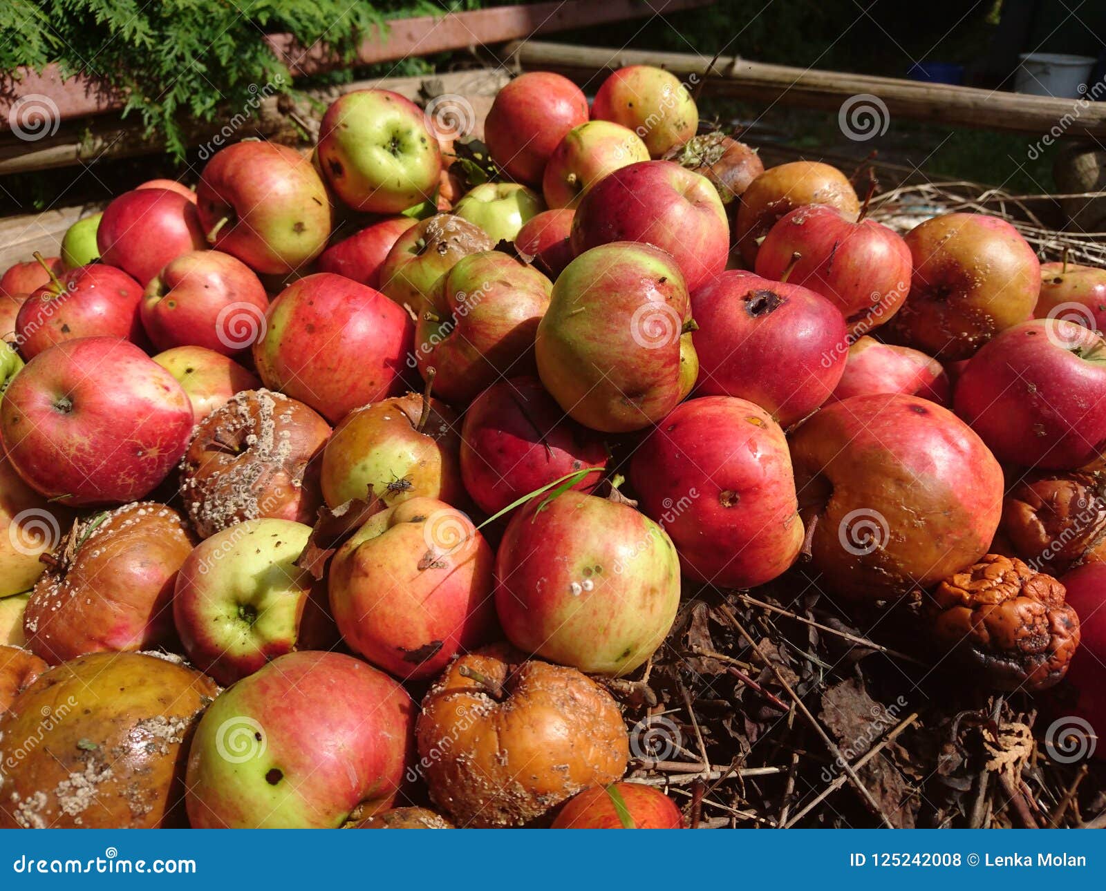 Apples stock photo. Image of next, season, apples, composting 125242008
