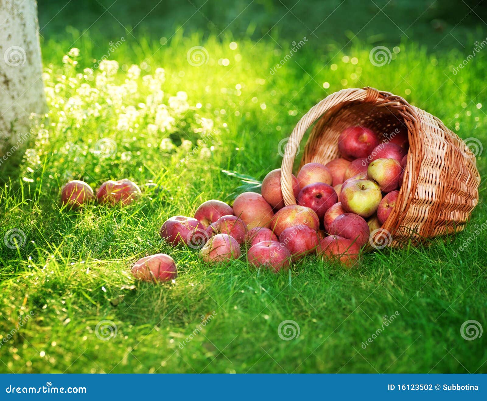 Ship a Bushel of Organic Apples