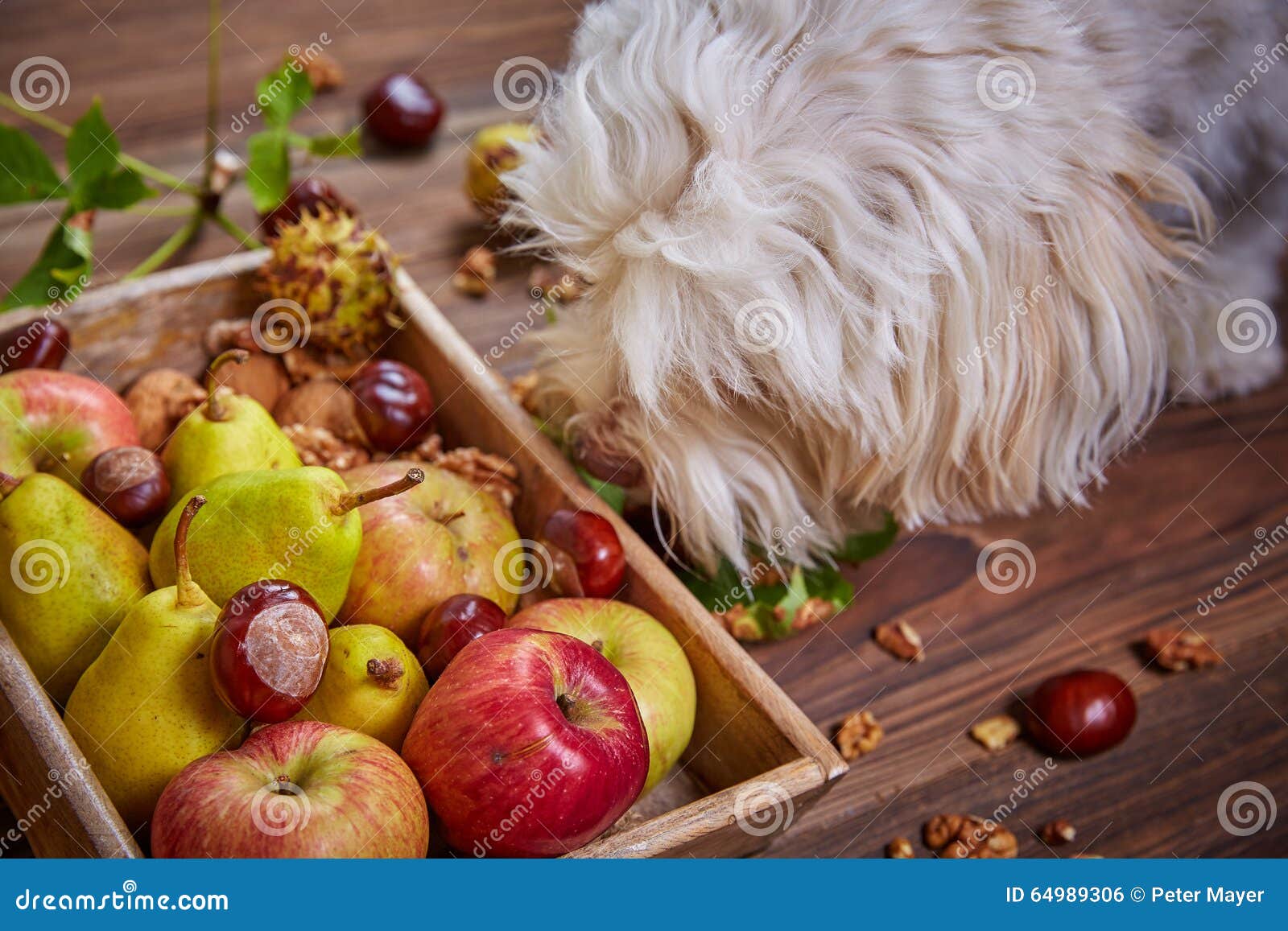 Apples and pears and dog stock photo. Image of ingredient 64989306