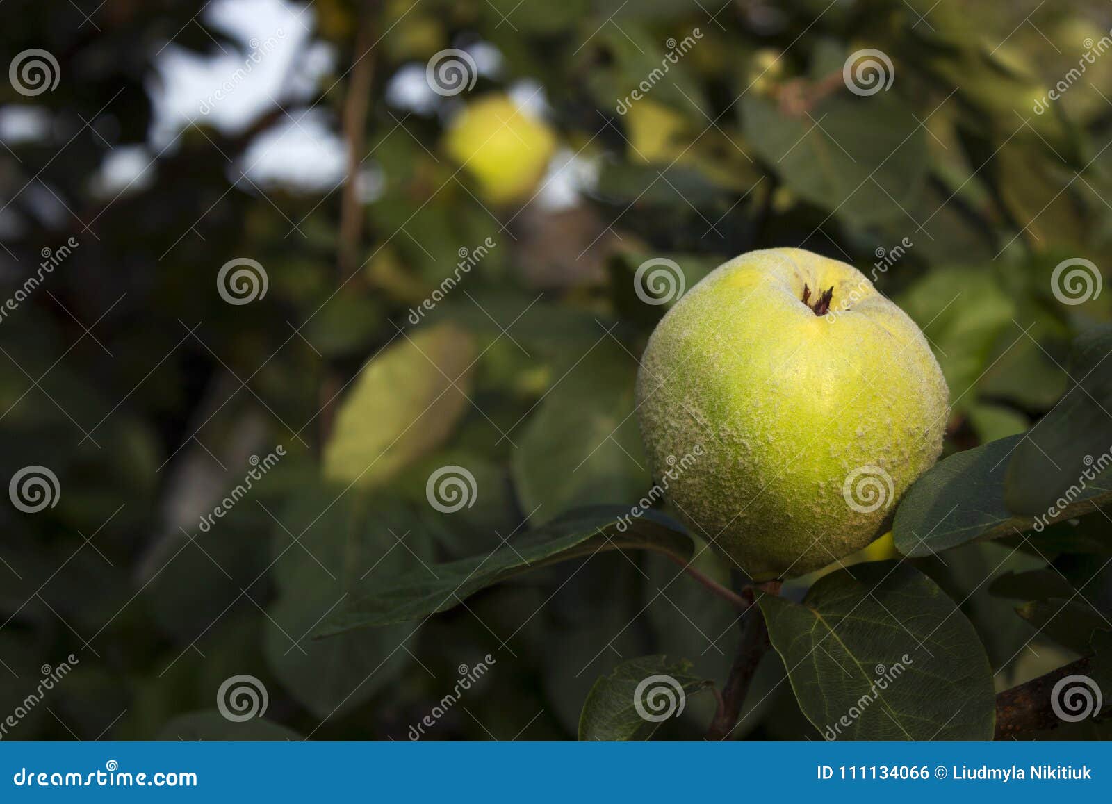Apples Quince Hanging in the Tree. a Collection of Fruit Flavored