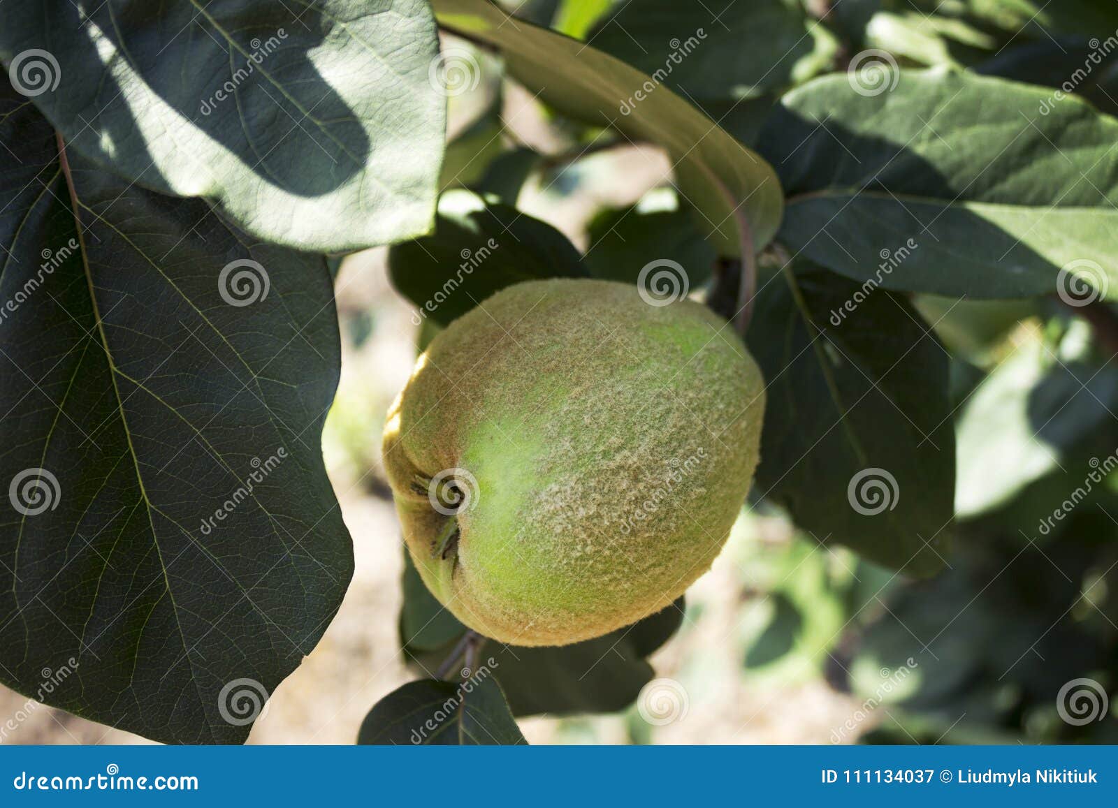 Apples Quince Hanging in the Tree. a Collection of Fruit Flavored