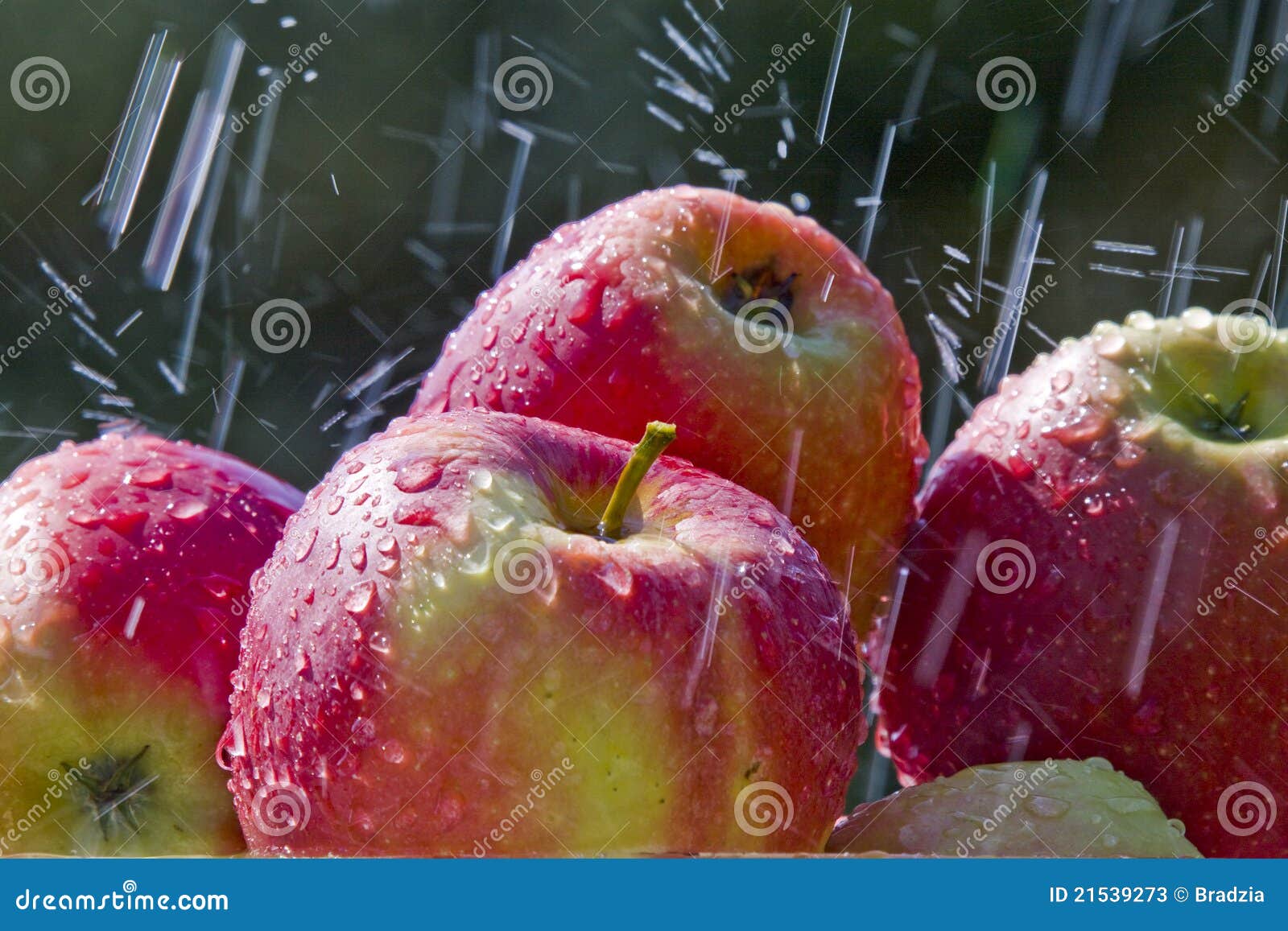 Apples in the rain stock image. Image of life, aphrodite 21539273