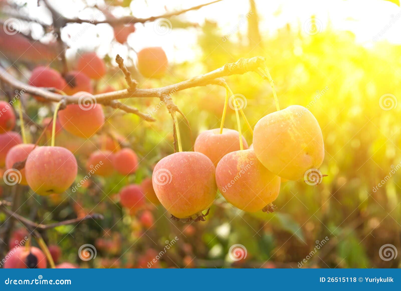 Small apples in a rays of sun