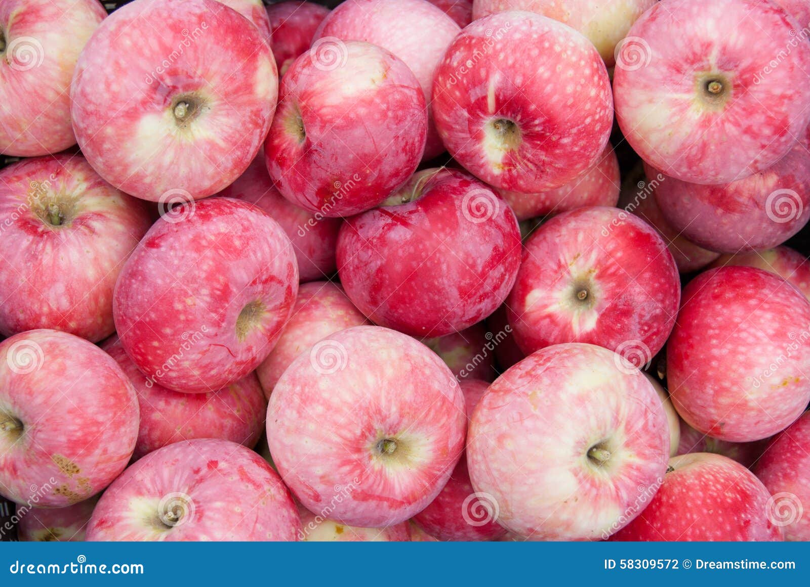 Apples_4 stock photo. Image of varietes, apple, tree 58309572