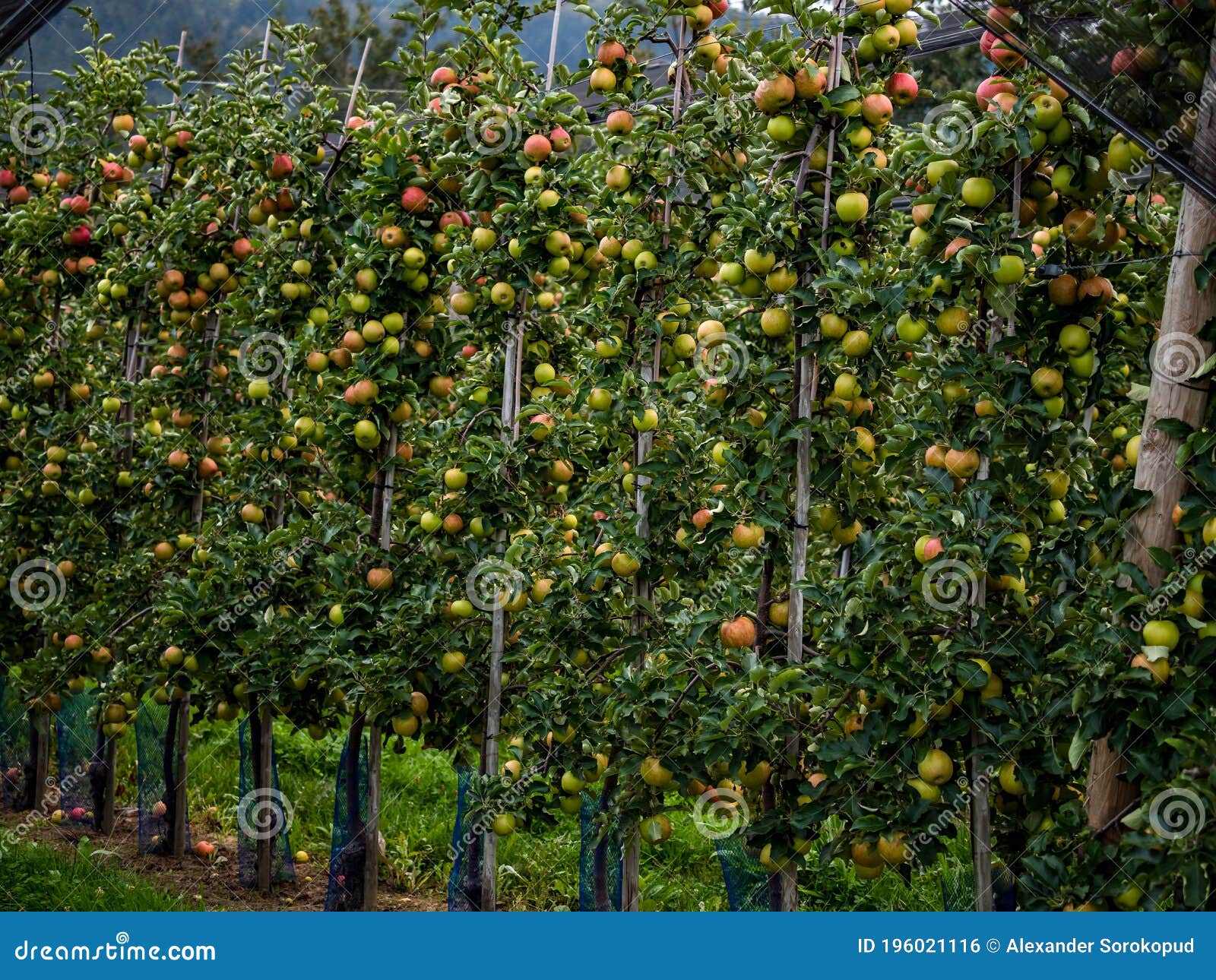 The Apples are Ripe. Apple Picking Season. Black Forest. Germany Stock