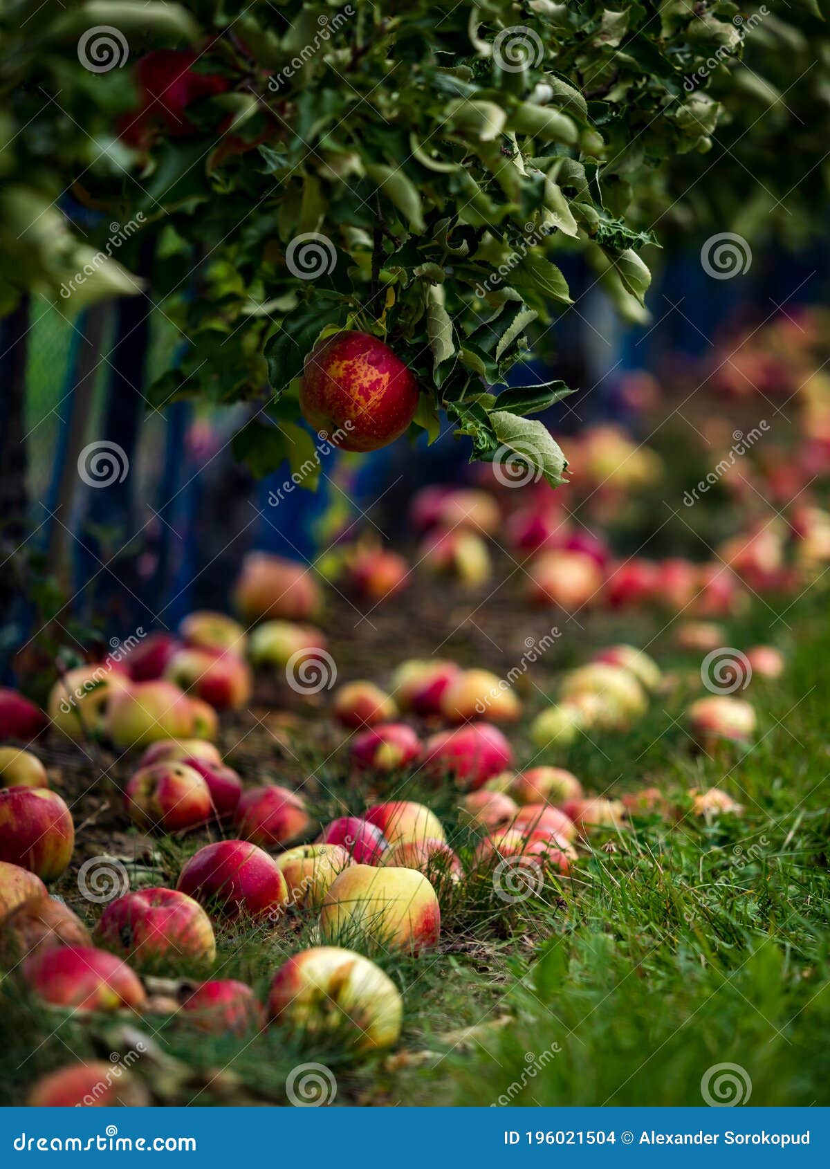 The Apples are Ripe. Apple Picking Season. Black Forest. Germany Stock