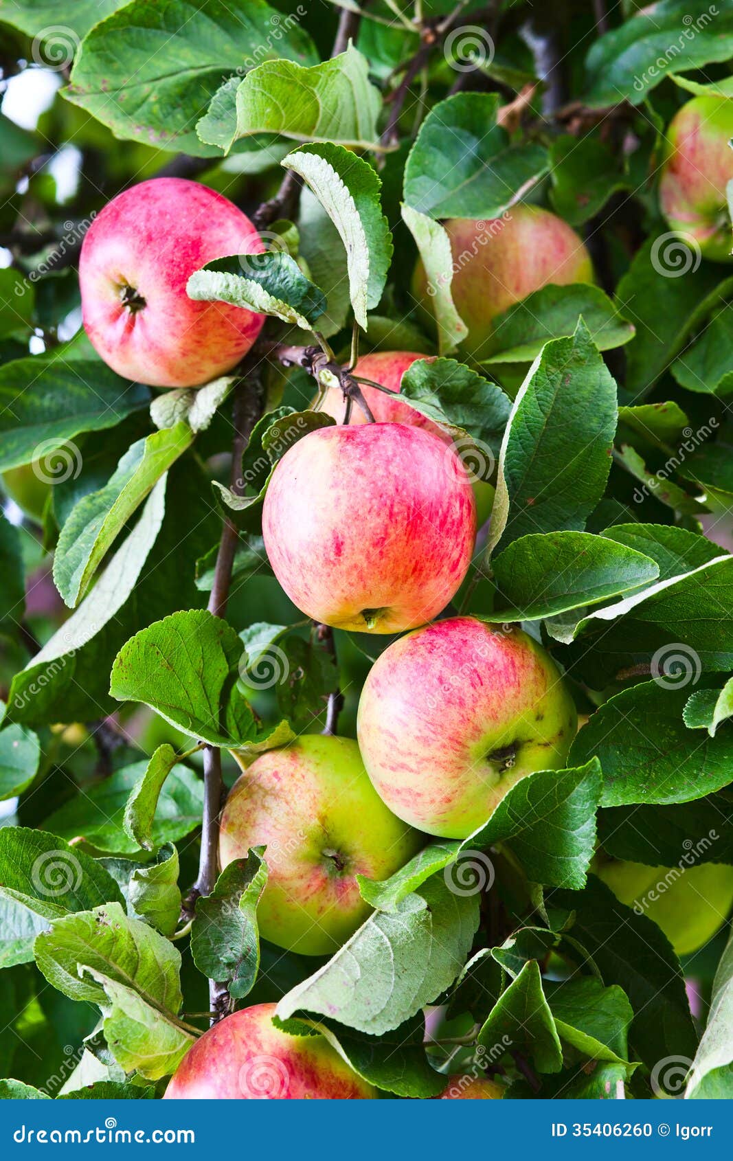 Apples stock photo. Image of agriculture, vertical, juicy 35406260