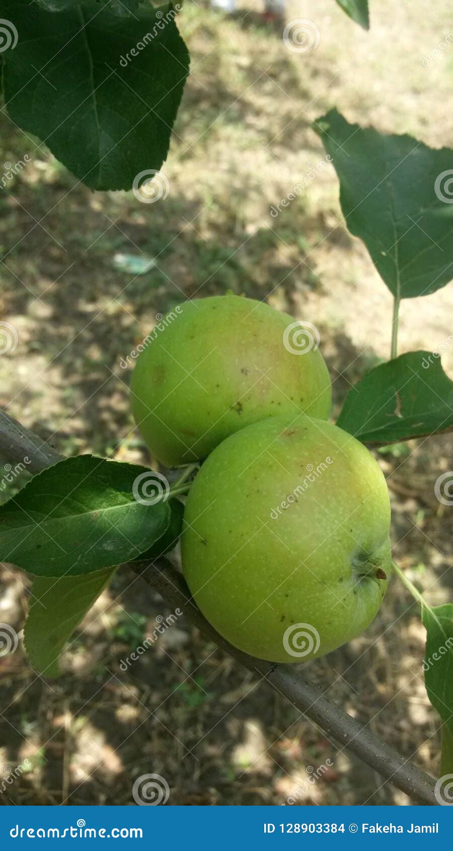 Apples stock photo. Image of flavours, sweet, life, sour 128903384