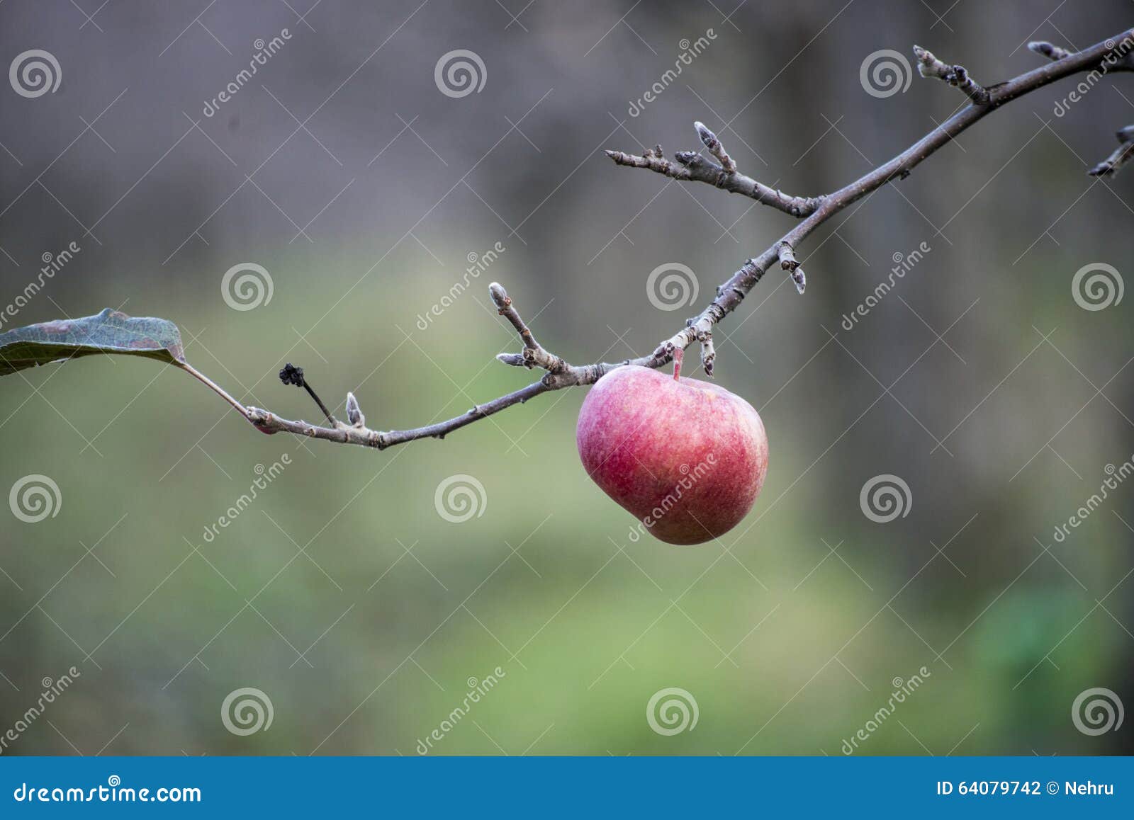 Apples on a Tree in December Stock Photo Image of sweet, 64079742