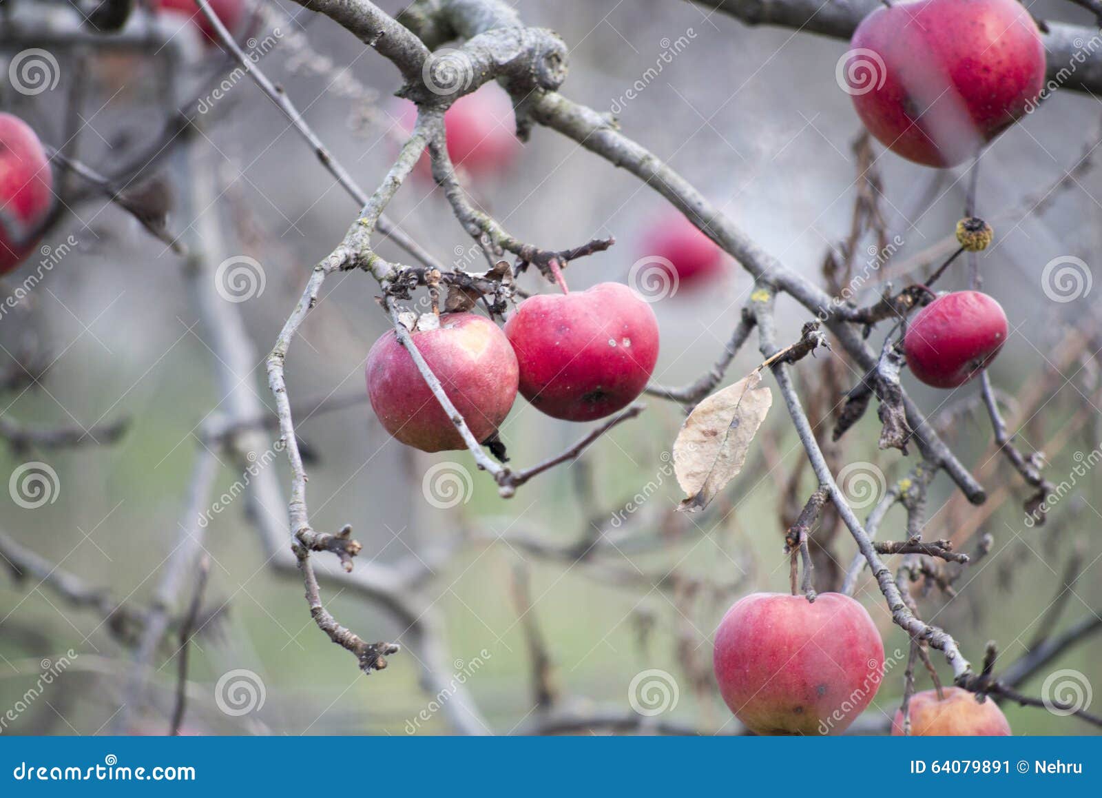 Apples on a Tree in December Stock Image Image of apple, tree 64079891