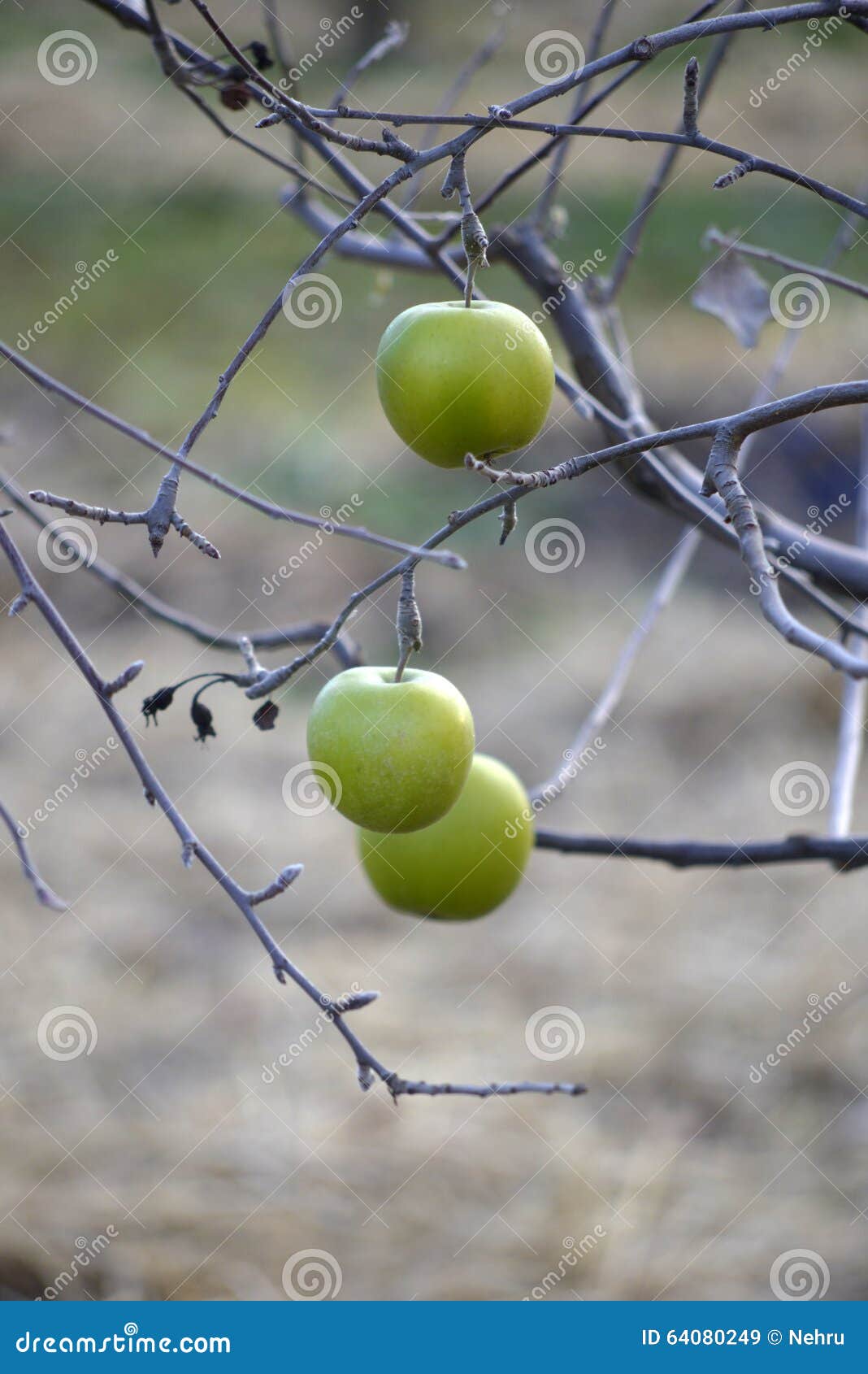 Apples on a Tree in December Stock Image Image of natural, summer 64080249
