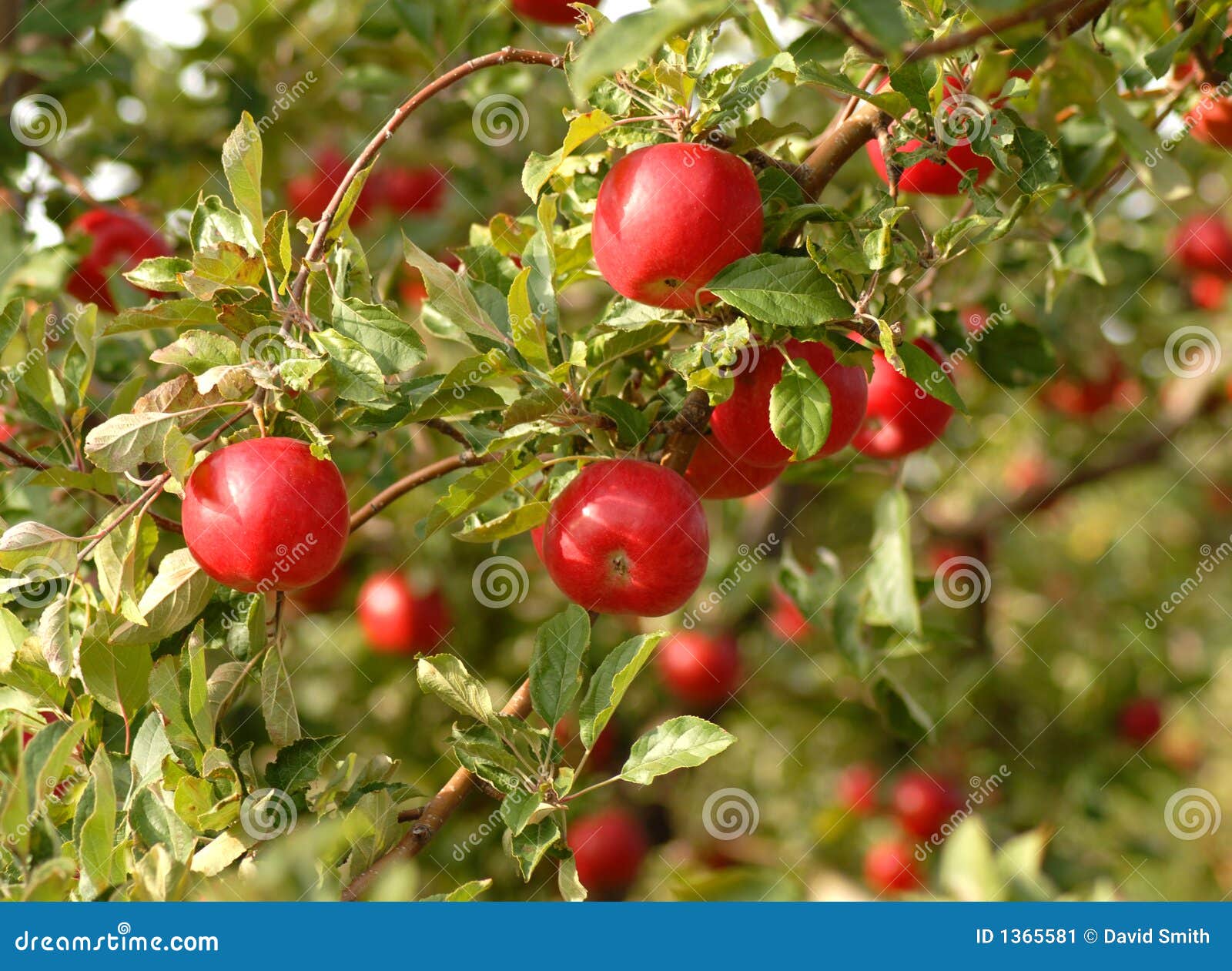 Brambleberry foliage stock photo. Image of luscious, mellow