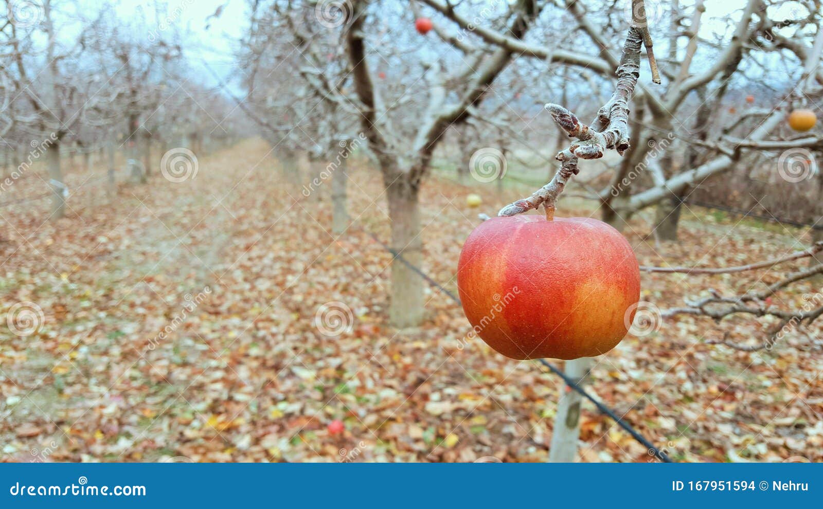 Apples on the Tree in an Orchard in December Stock Photo Image of
