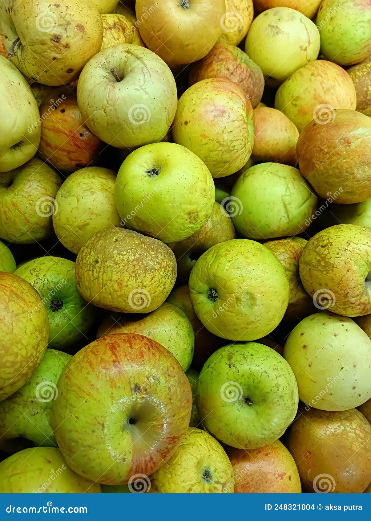 Apples Typical of the Malang Area or Commonly Known As Rome Beauty