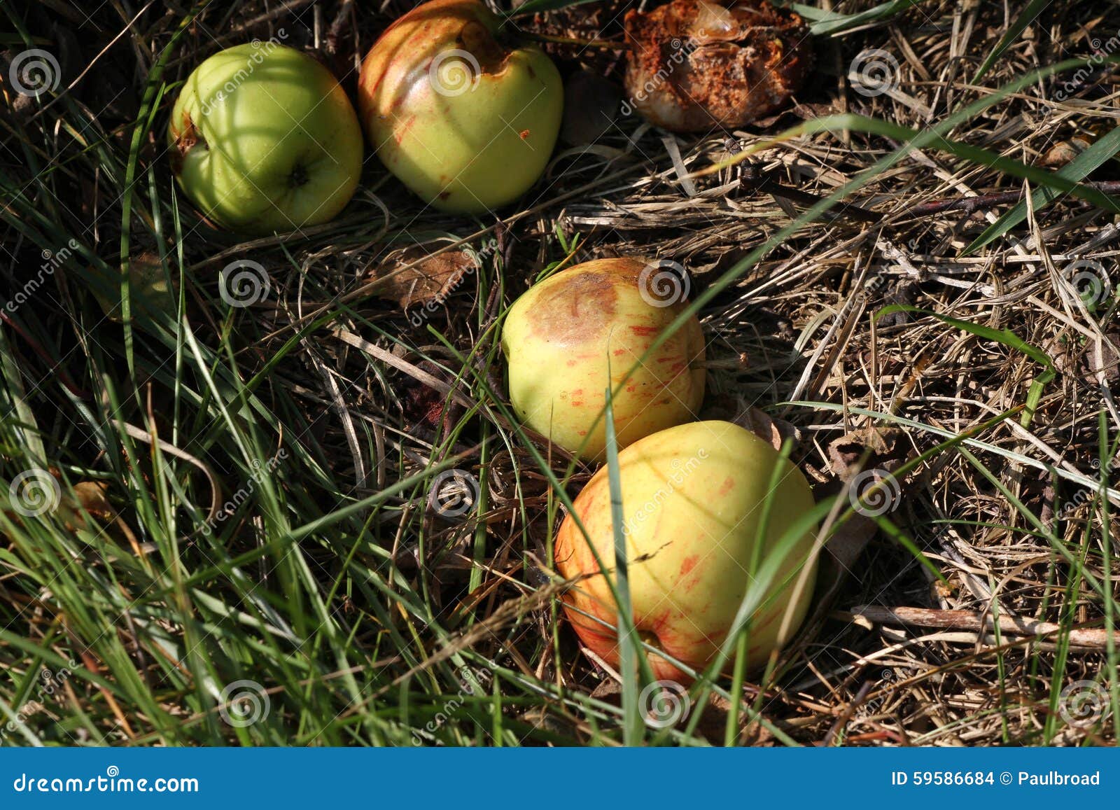 Apples from wild tree. stock photo. Image of tree, apples 59586684