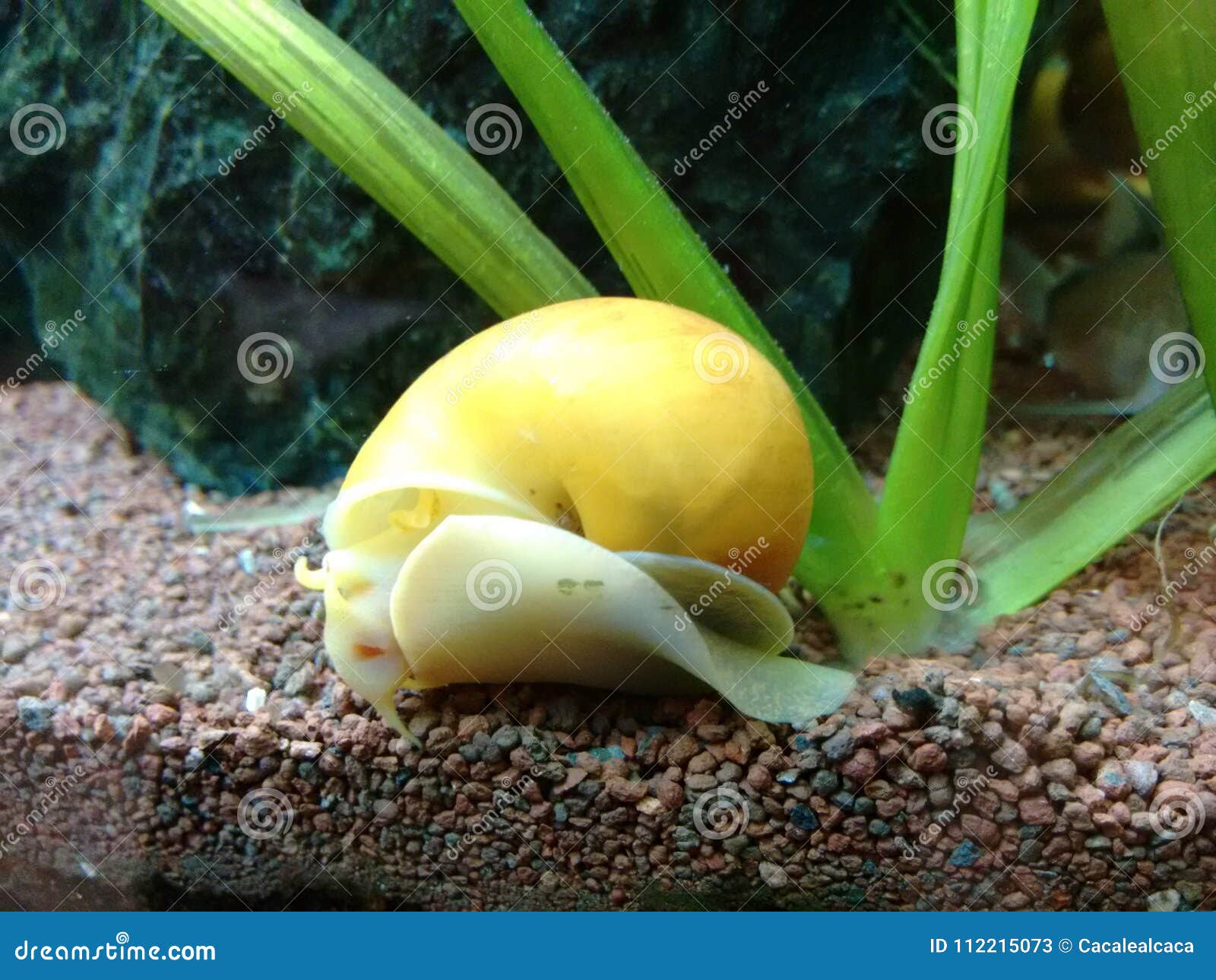 Common Apple Snail Of Aquarium Stock Image Image Of Eukaryotic Flowing Common Apple Snail Of Aquarium Stock Image Image Of Eukaryotic Flowing