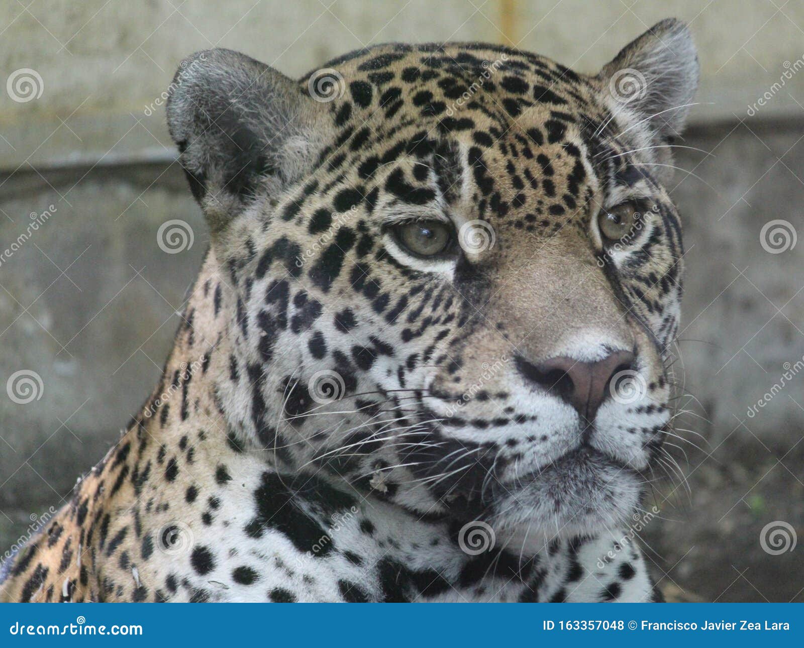 Approach To Face of Mexican Jaguar, Endangered Species Stock Photo - Image  of mexican, species: 163357048