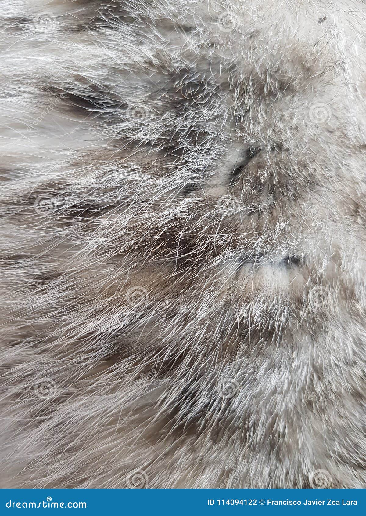 Approach to gray cat skin stock photo. Image of thin - 114094122 Approach to gray cat skin stock photo. Image of thin - 114094122