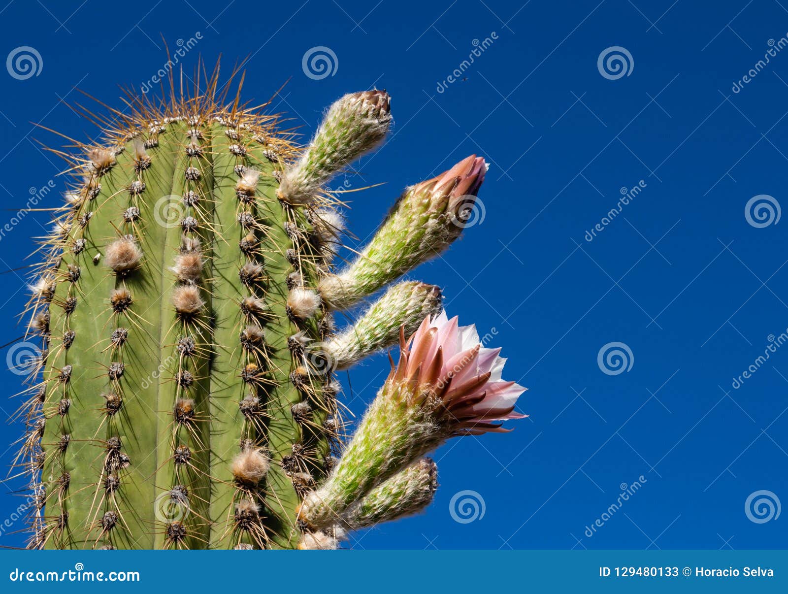 Approach of a Typical Desert Cactus. Stock Image - Image of south ...