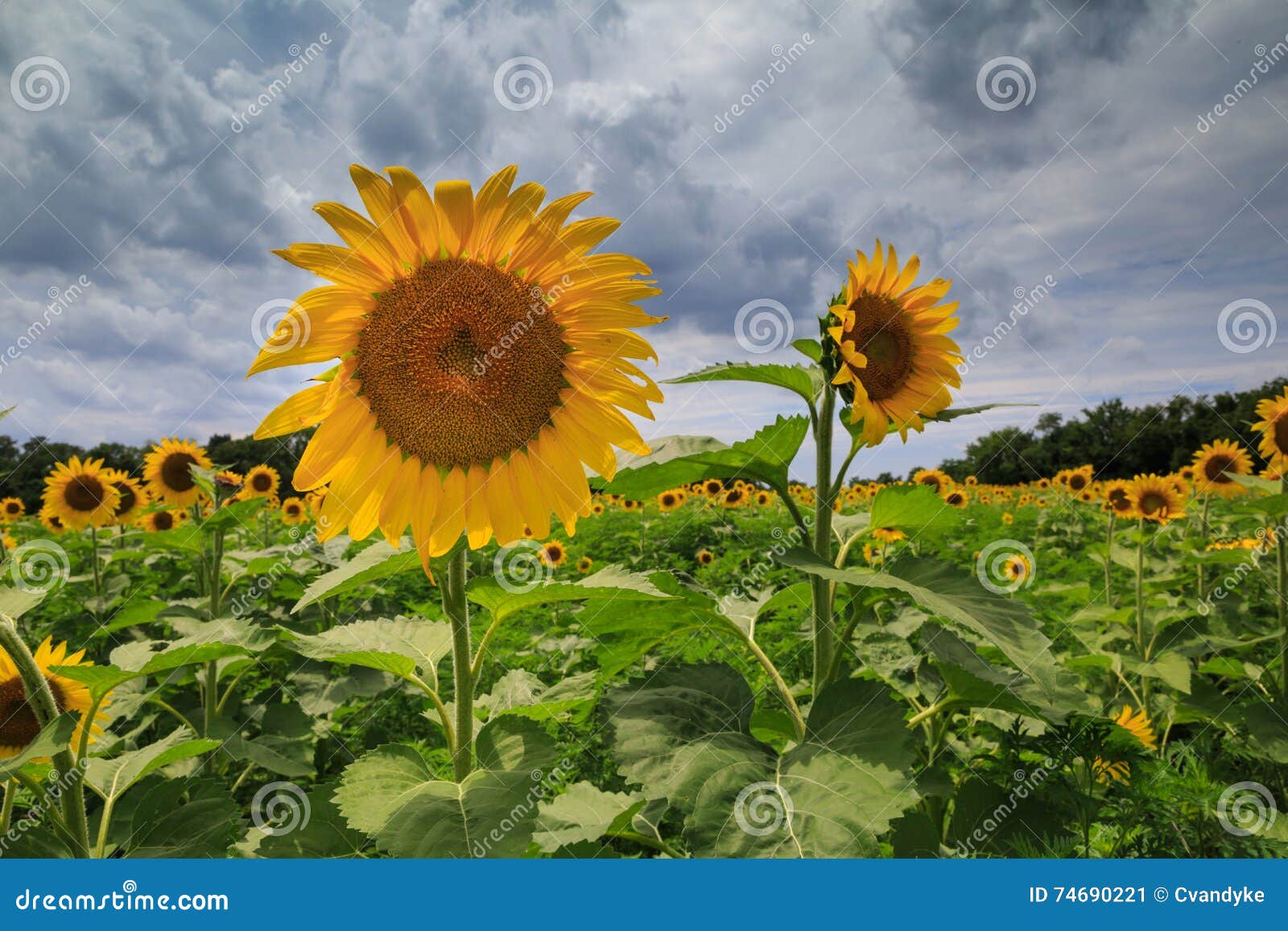 Approaching Storm McKee Beshers Sunflower Field MD Stock Image Image