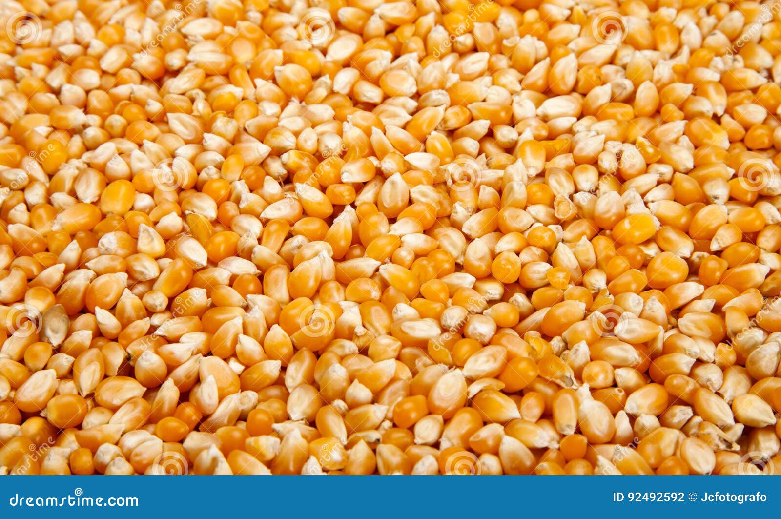 Approximation to raw maize stock photo. Image of grain 92492592