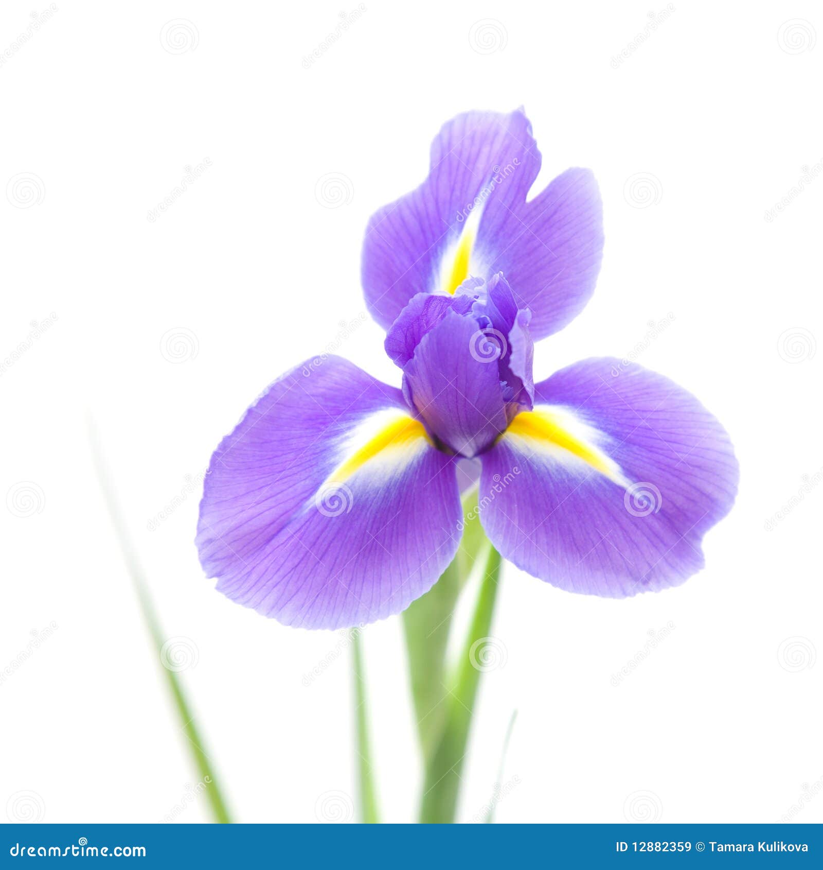 Apra il flowe dell'iride. Apra il fiore dell'iride isolato su bianco