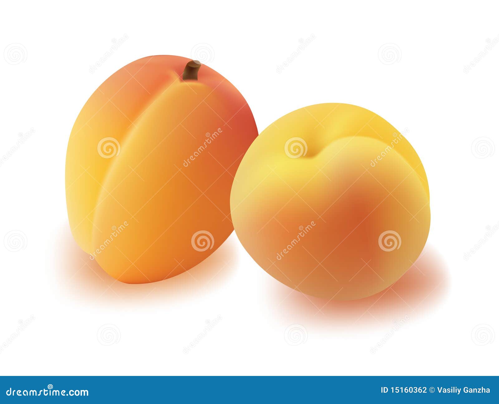 Apricot. stock vector. Illustration of white, apricot 15160362